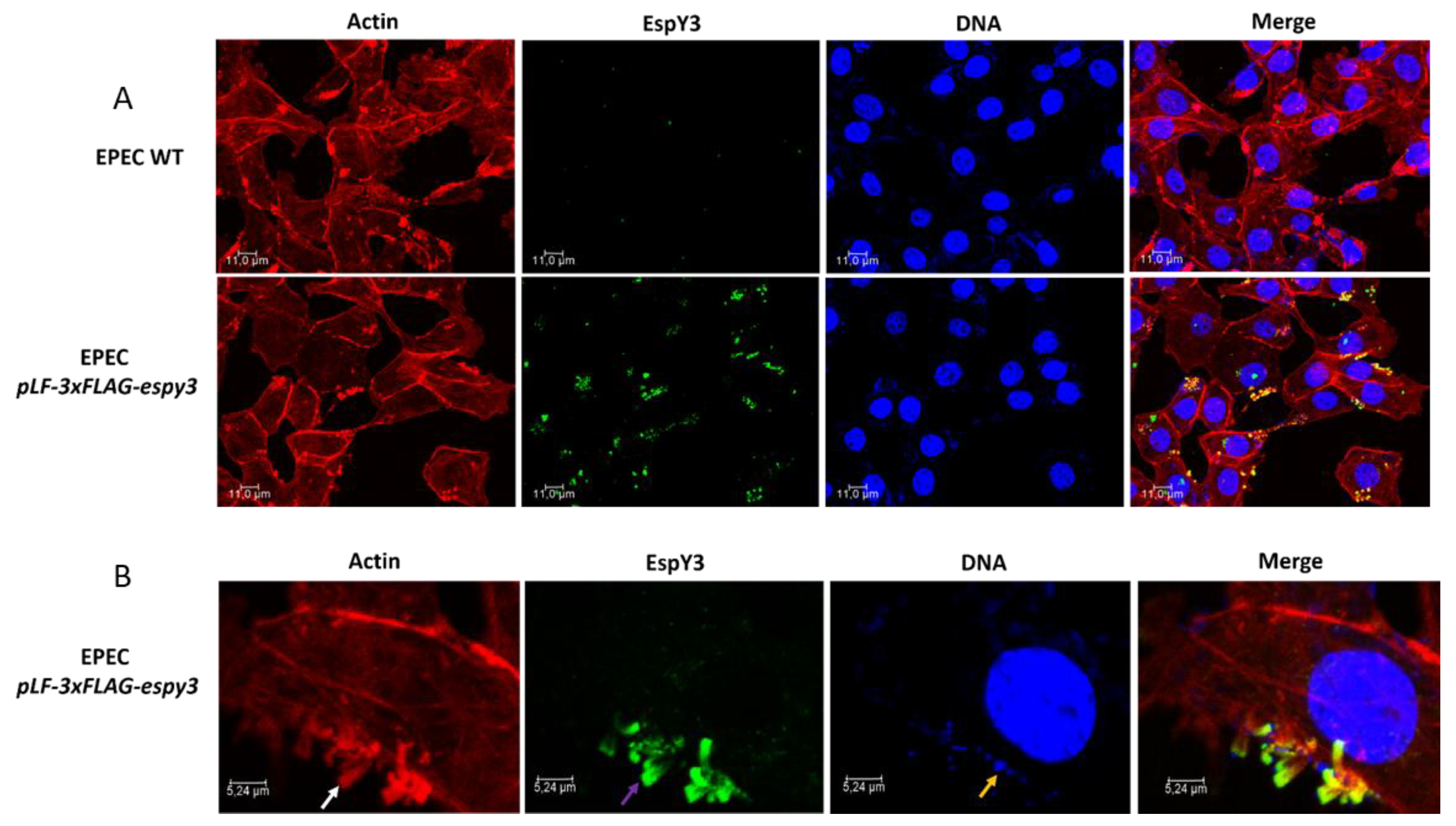 Microorganisms 06 00112 g003 Microorganisms 06 00112 g003