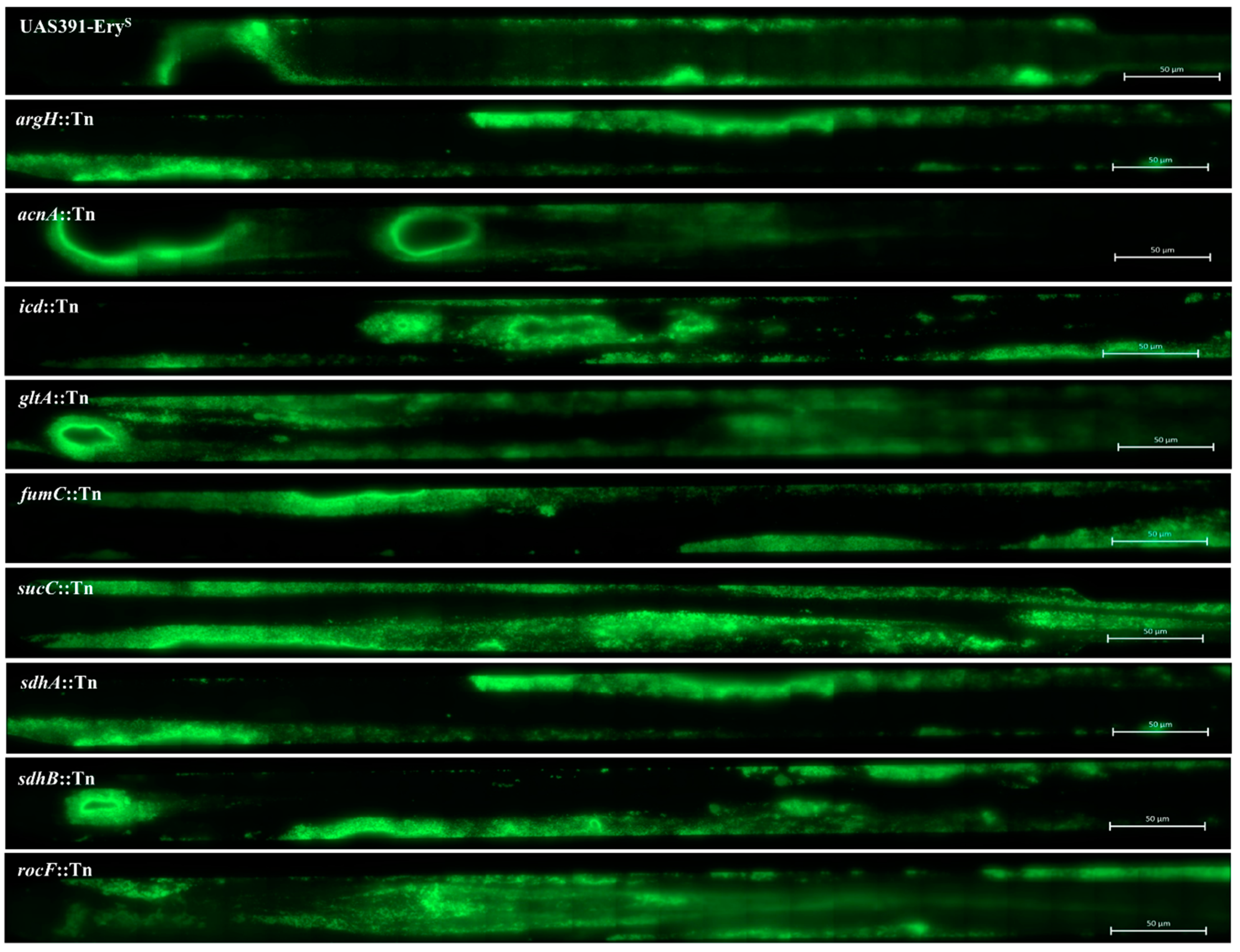 Microorganisms 06 00113 g002 Microorganisms 06 00113 g002