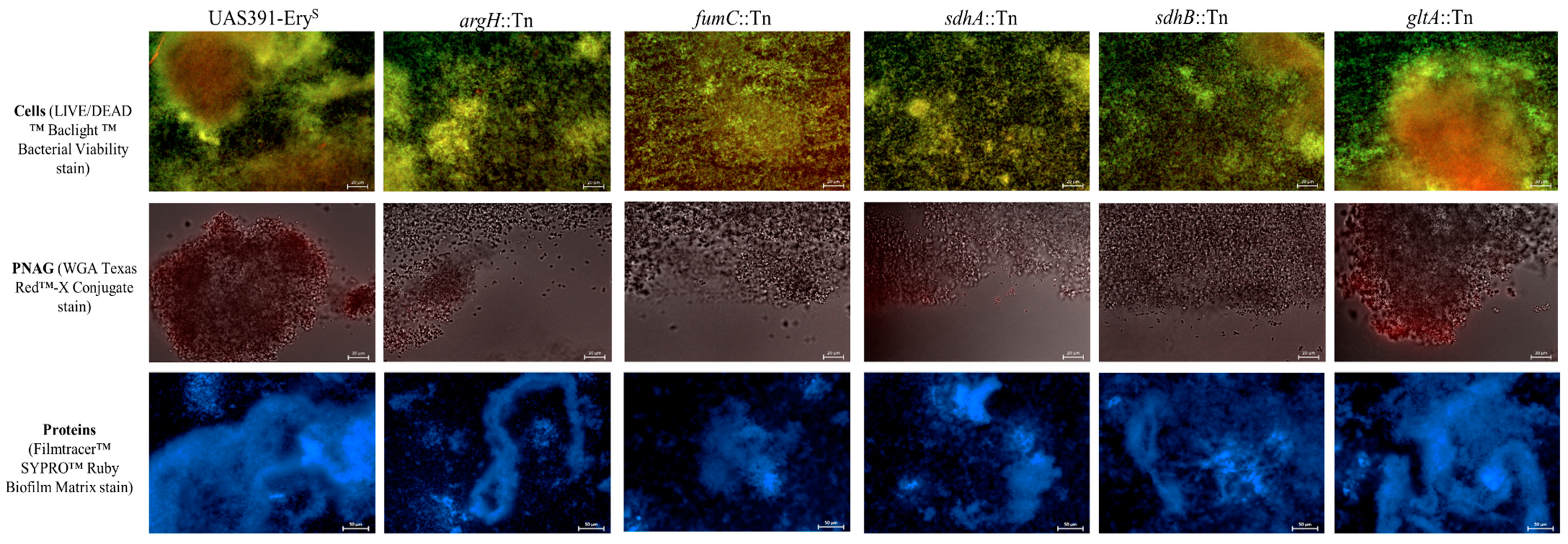 Microorganisms 06 00113 g003 Microorganisms 06 00113 g003