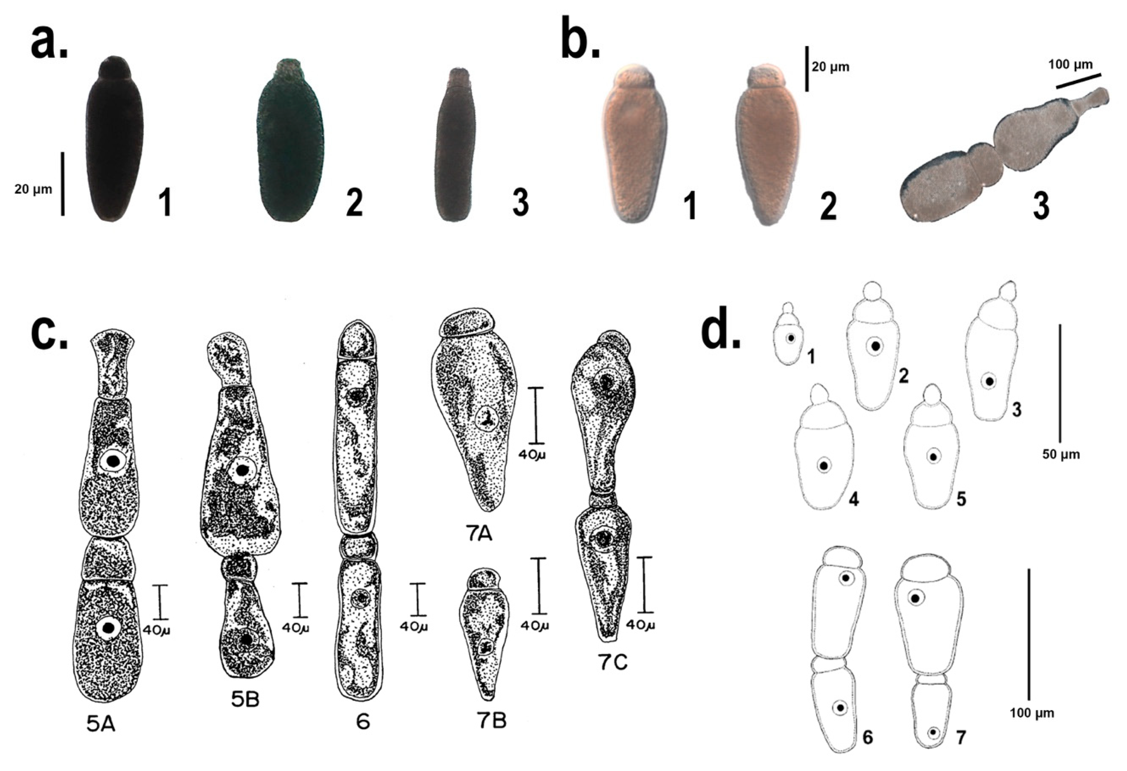 Microorganisms 06 00119 g001 Microorganisms 06 00119 g001