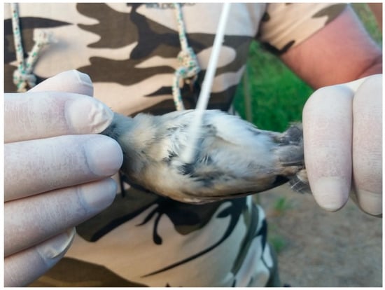 Parts of a Bird: Feather Areas - Avian Report