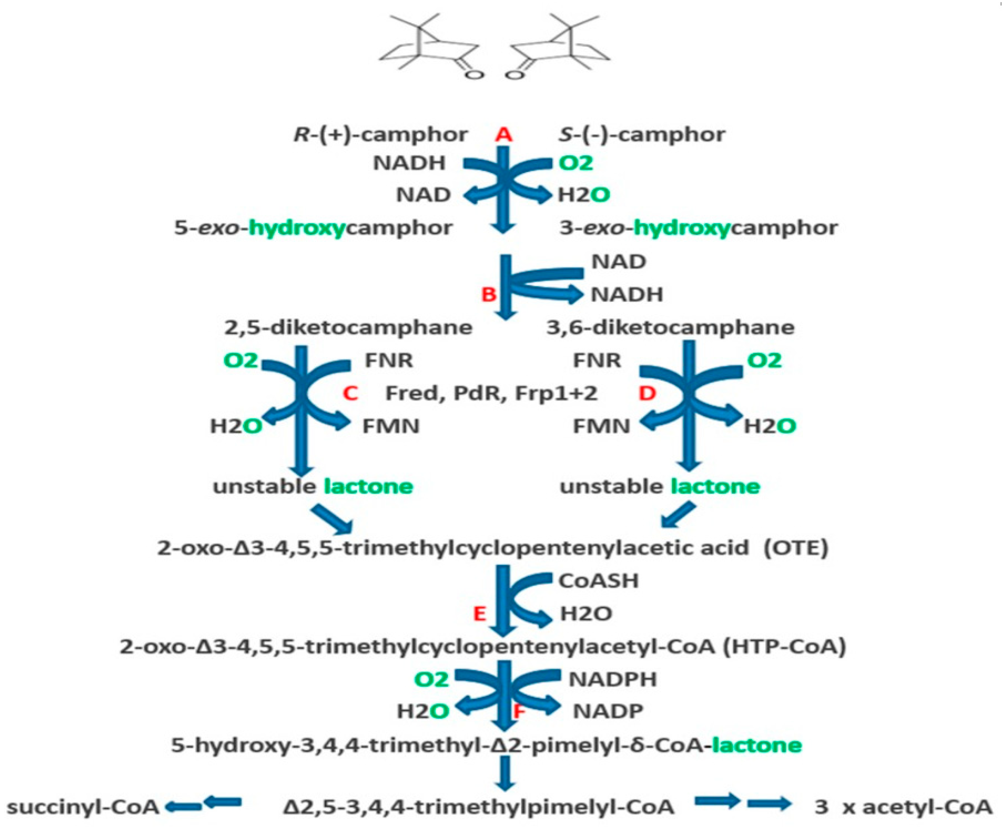 Microorganisms 07 00001 g001