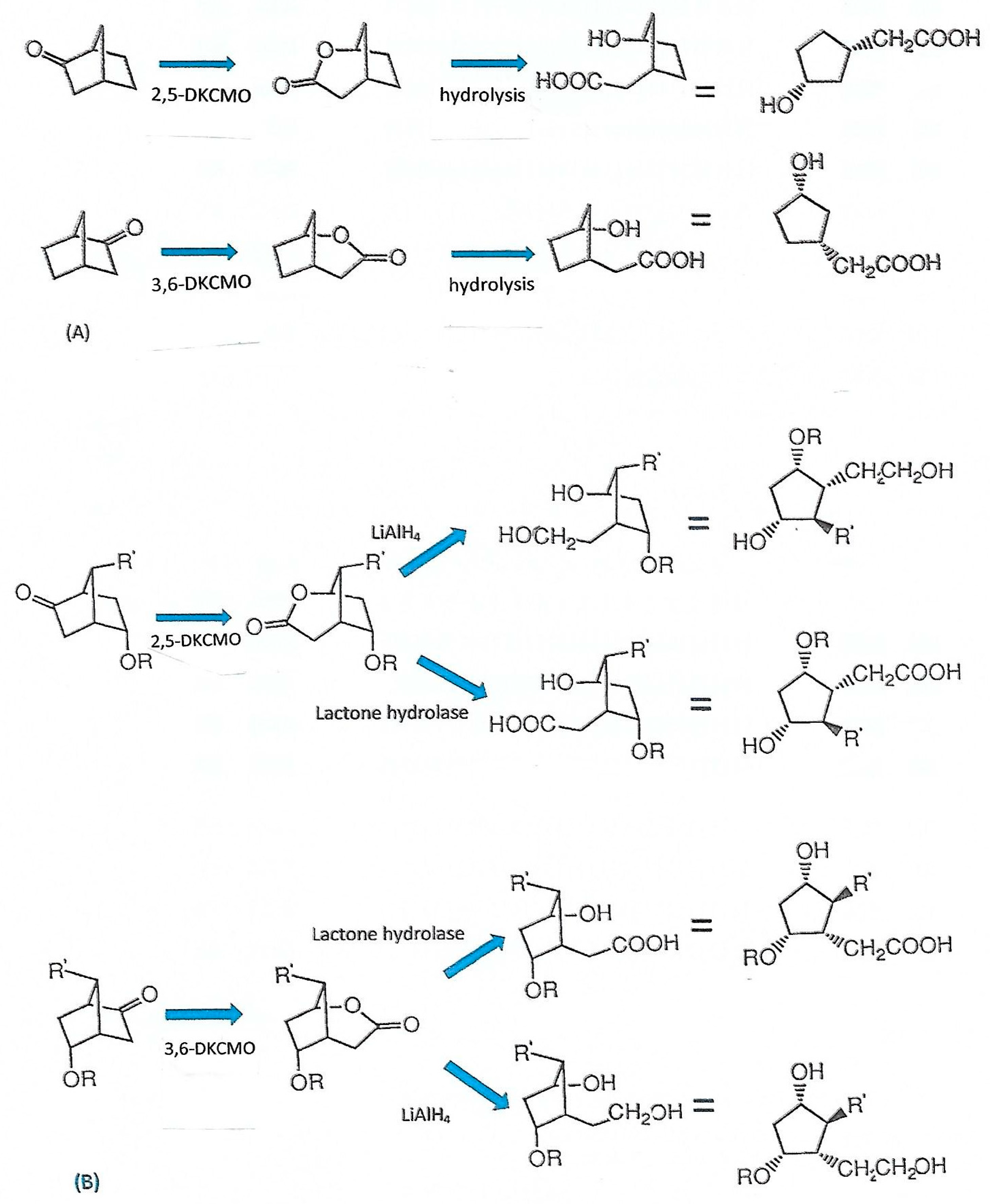 Microorganisms 07 00001 g013