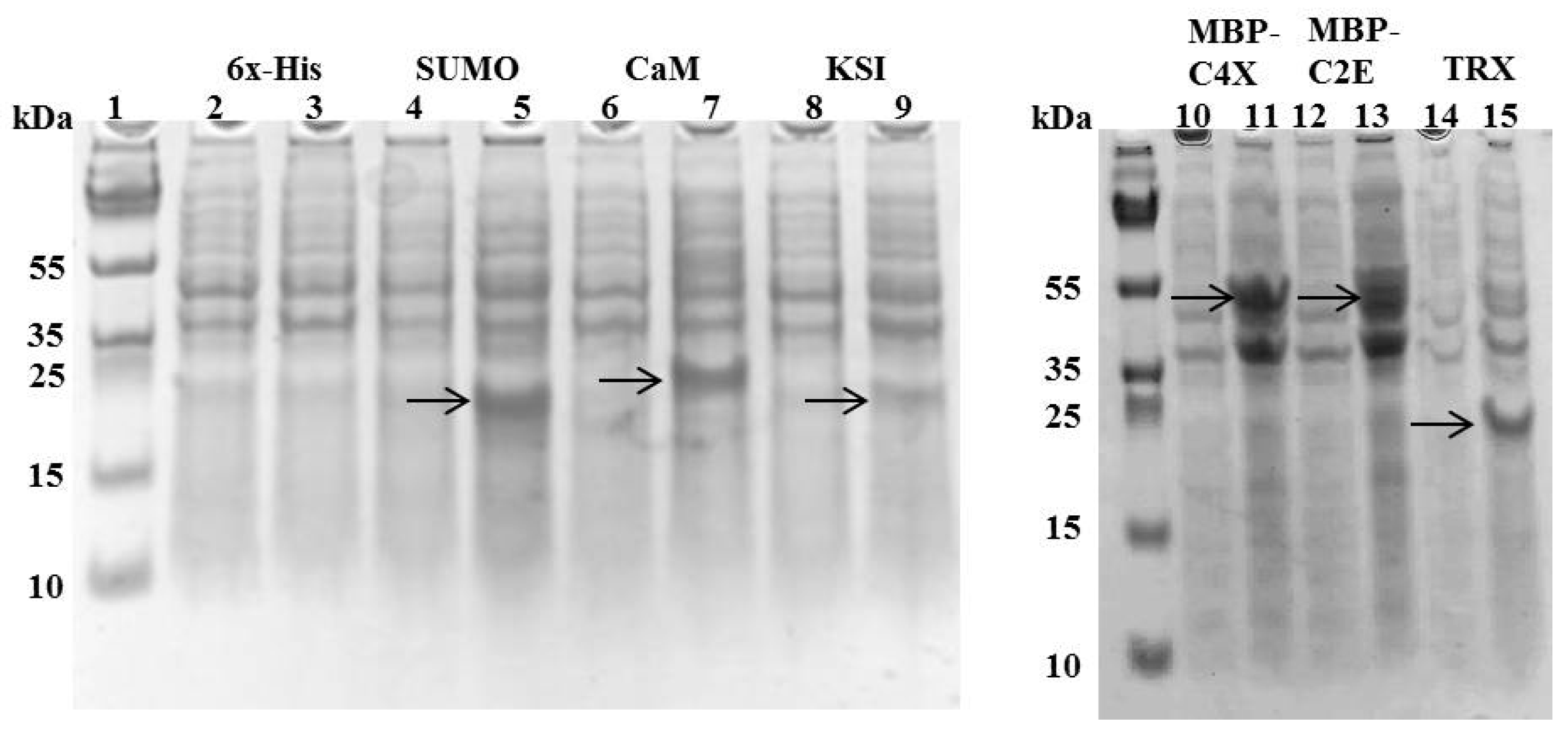 Microorganisms 07 00008 g002 Microorganisms 07 00008 g002