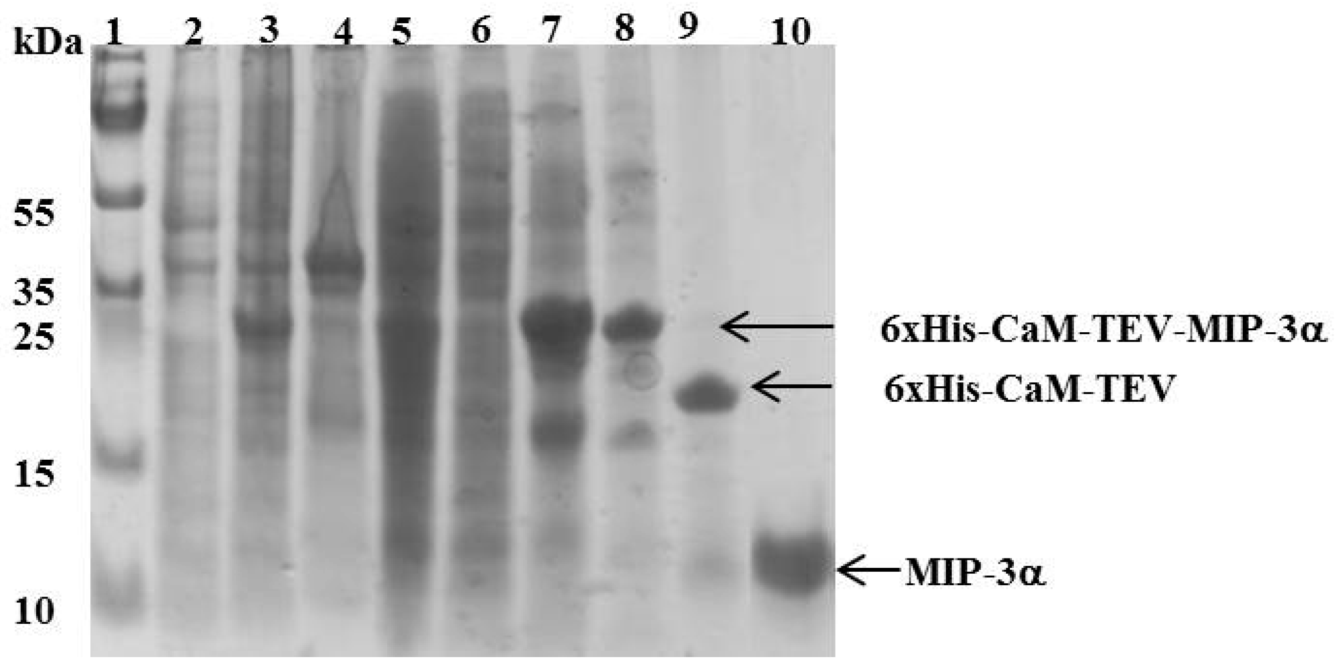 Microorganisms 07 00008 g003 Microorganisms 07 00008 g003