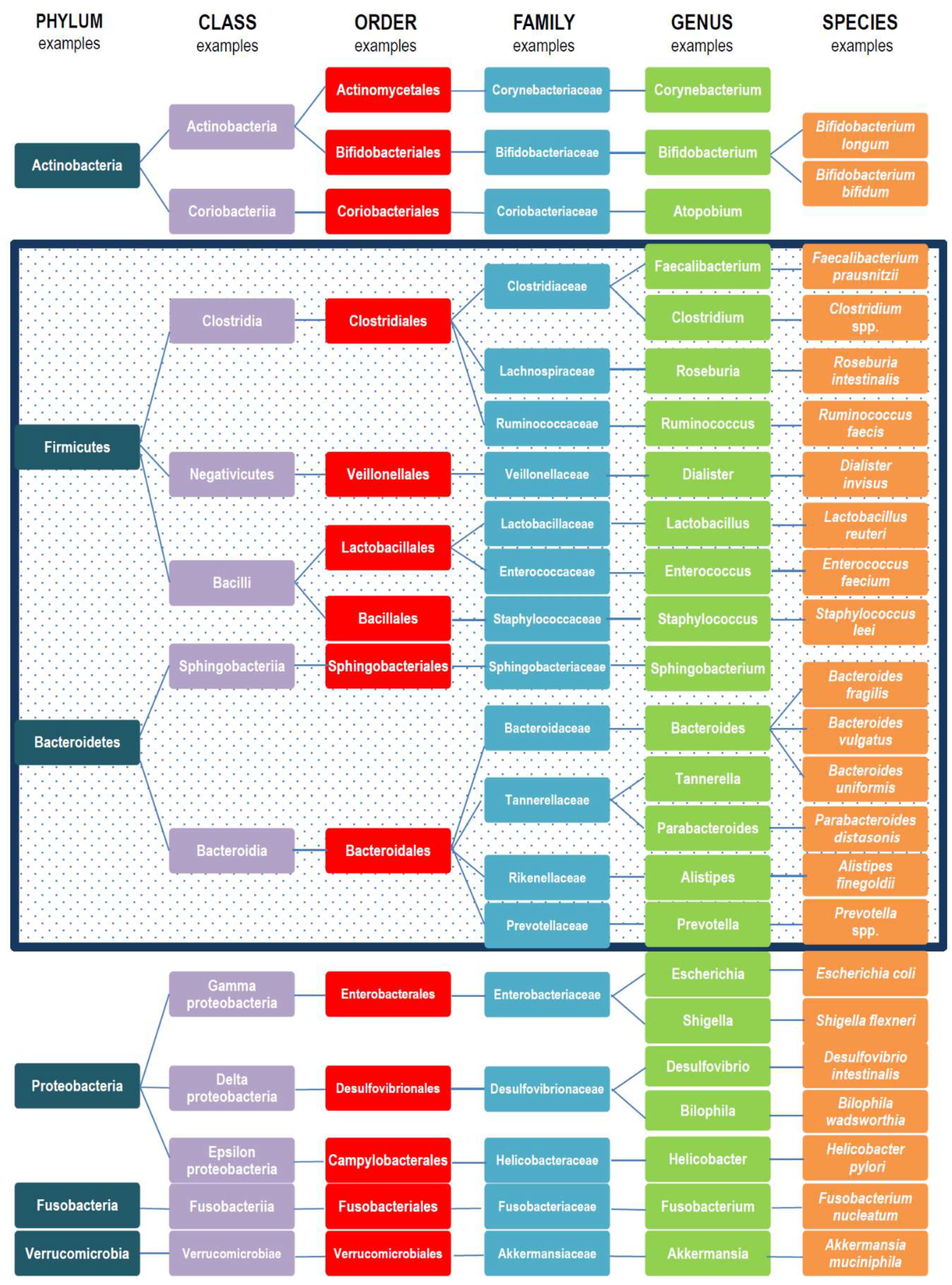 Microorganisms Free Full Text What Is The Healthy Gut Microbiota Composition A Changing Ecosystem Across Age Environment Diet And Diseases Html