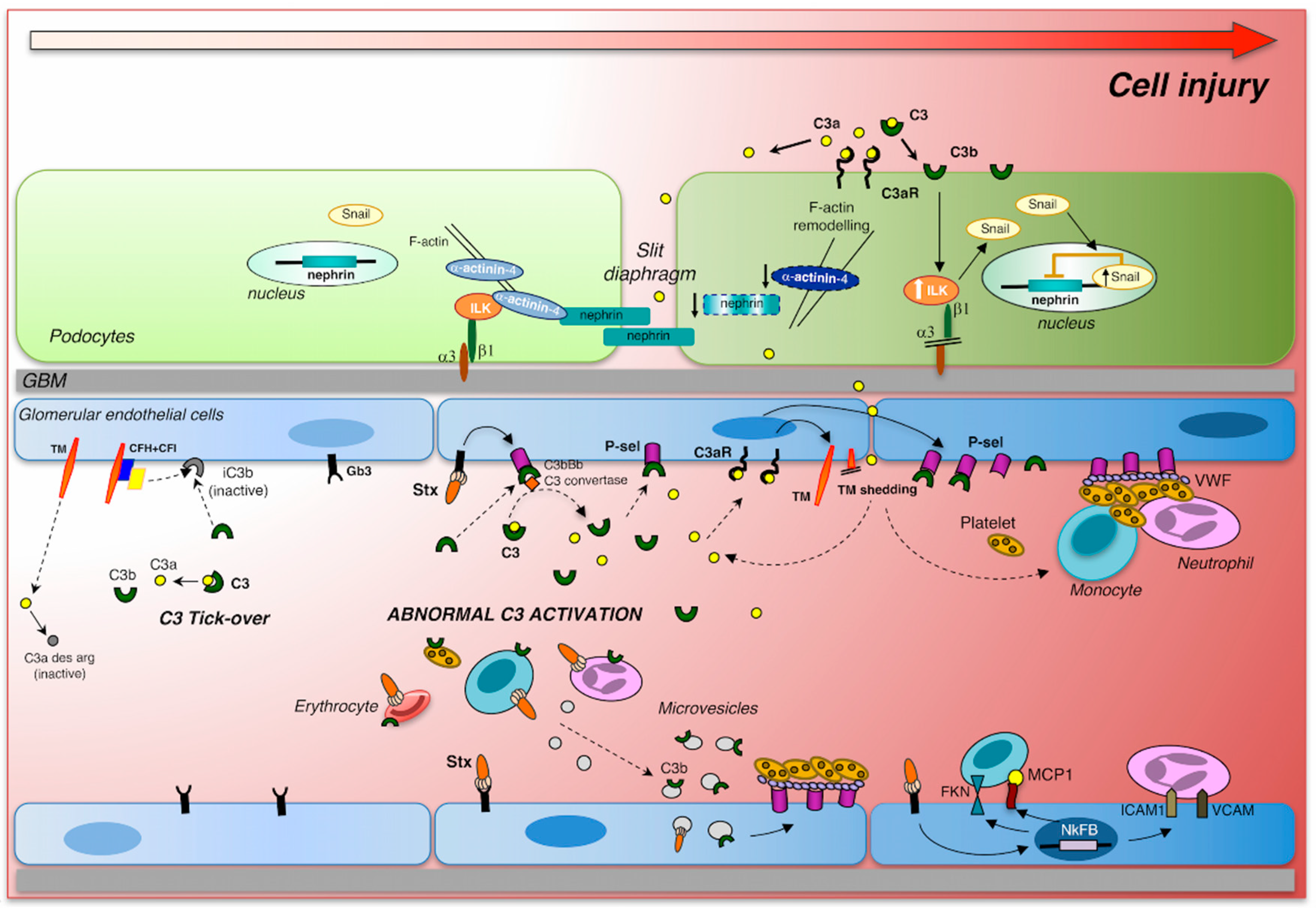 Microorganisms 07 00015 g001