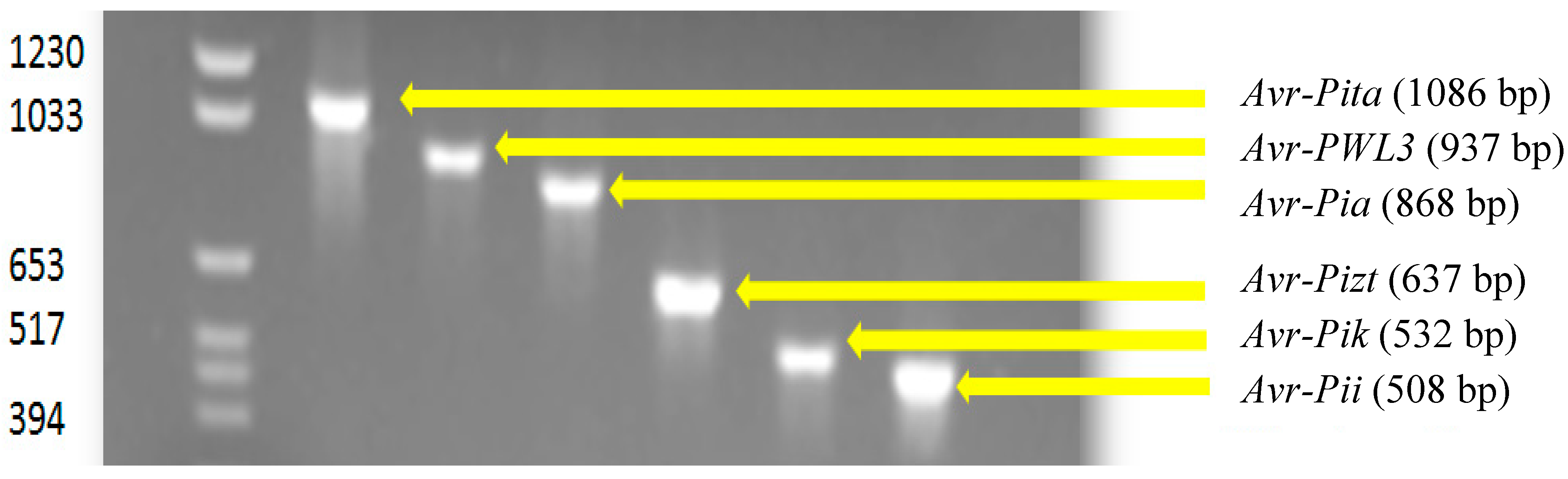Microorganisms 07 00023 g002