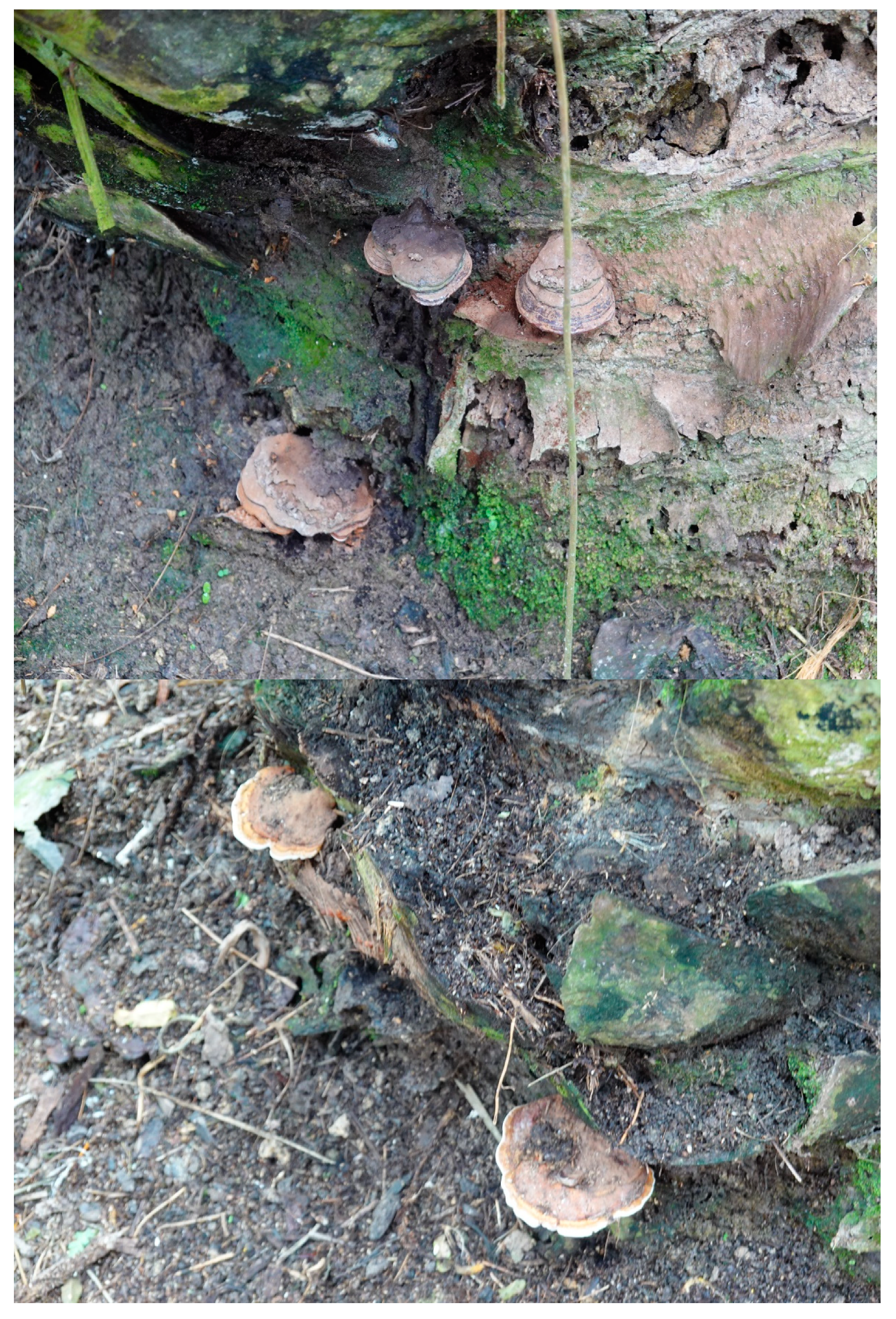 Microorganisms 07 00024 g001