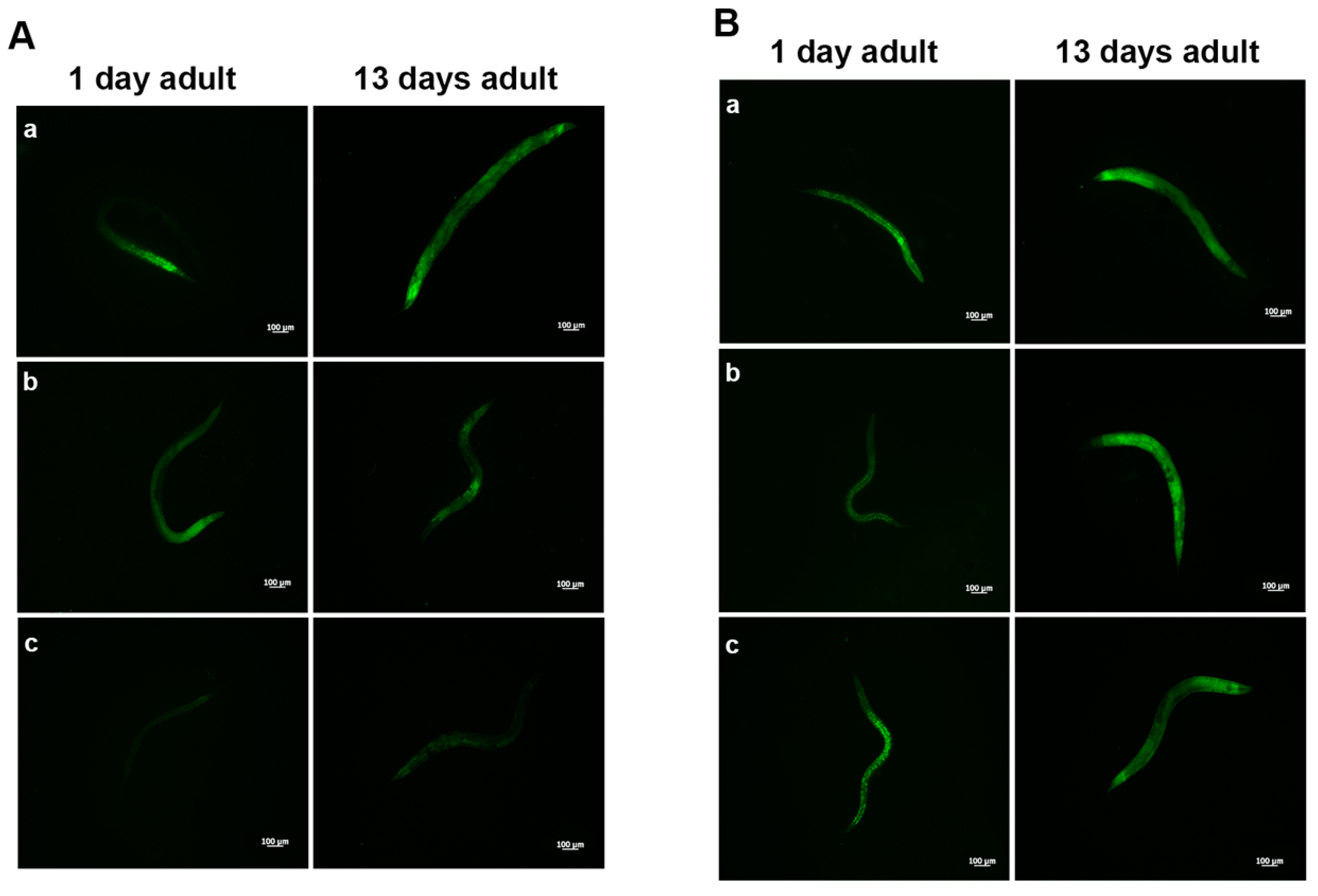Microorganisms 07 00045 g003