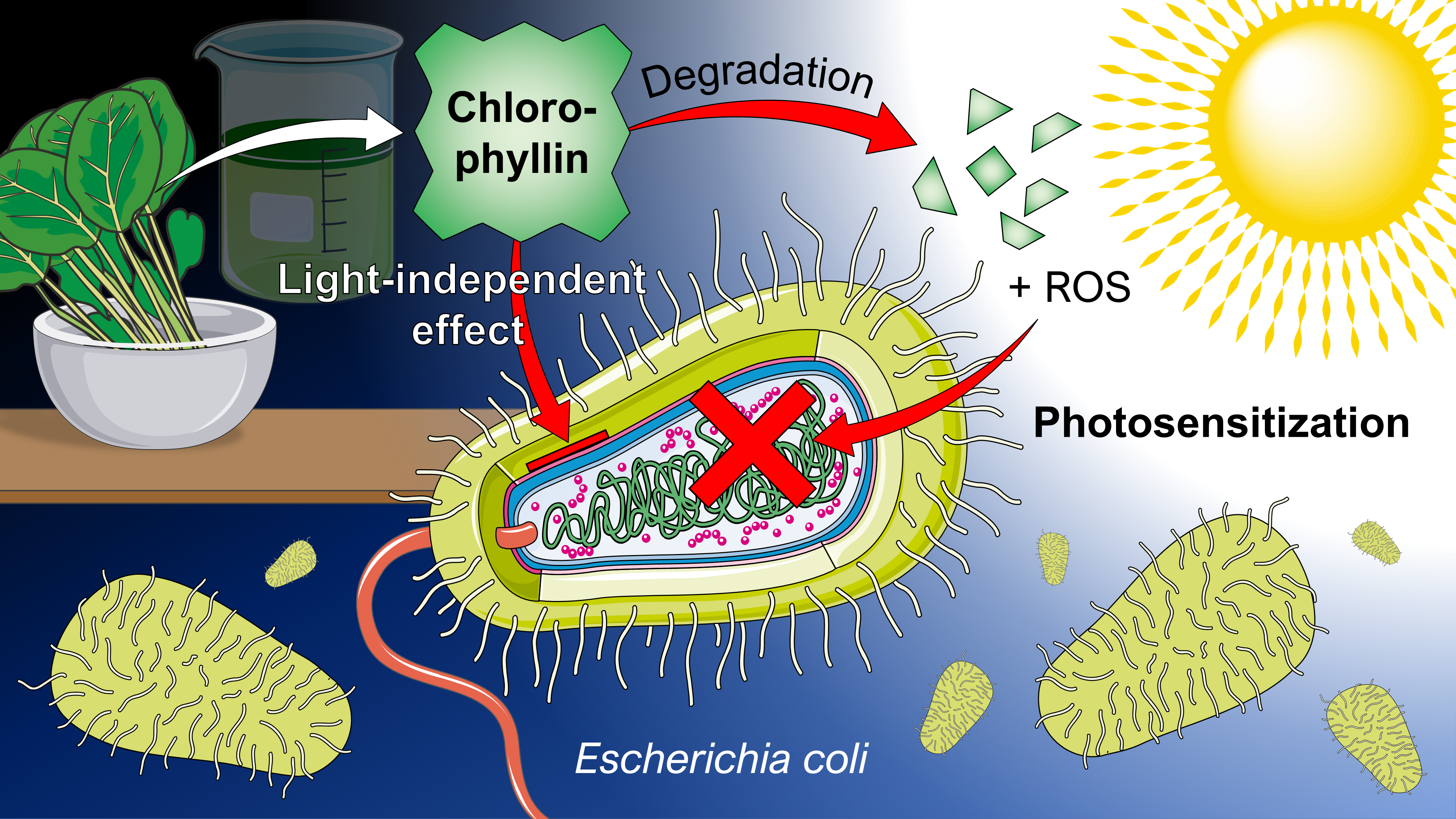 Free FullText What an Escherichia coli Mutant Can