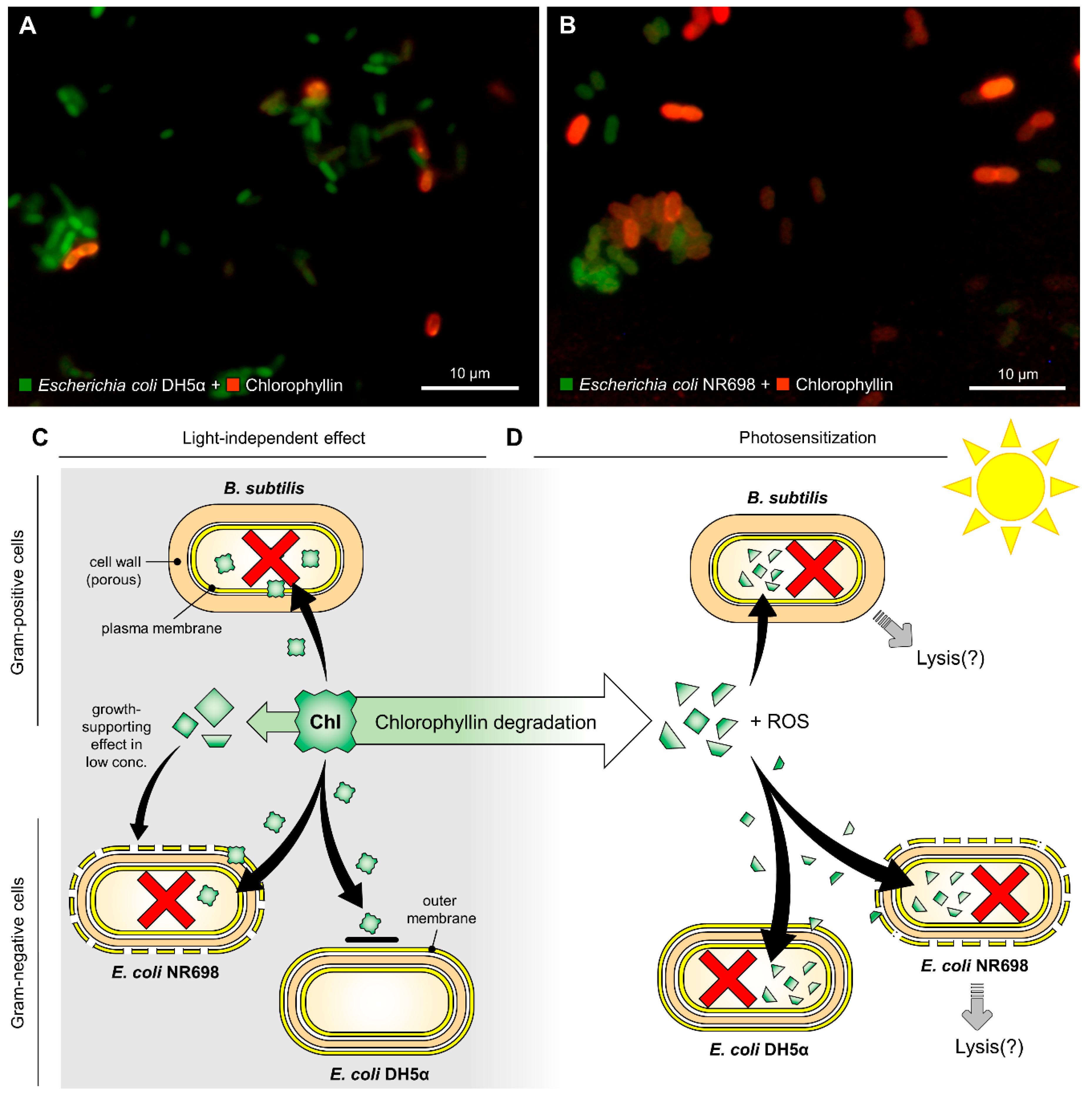 Microorganisms 07 00059 g007