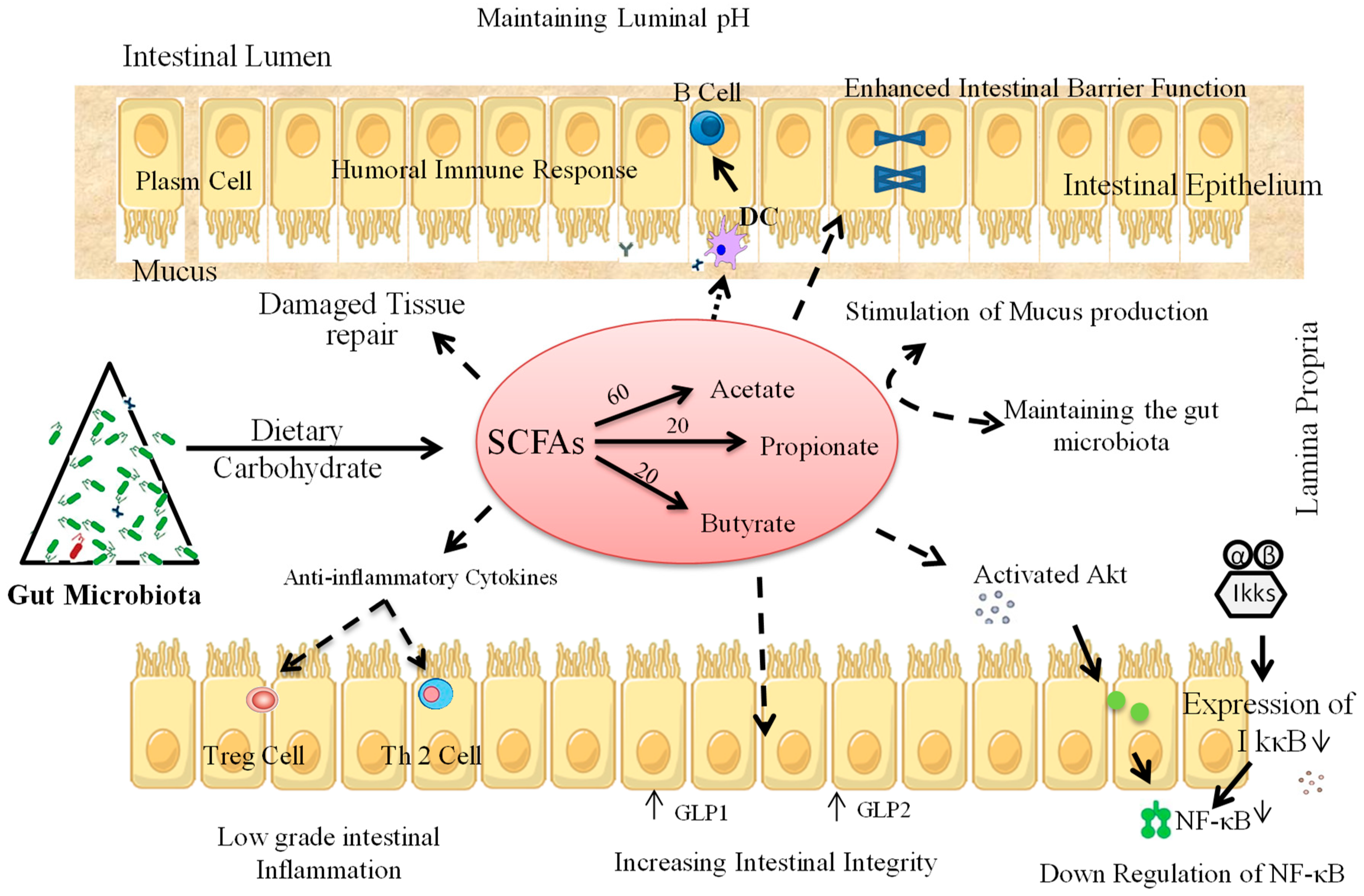 Microorganisms 07 00067 g004