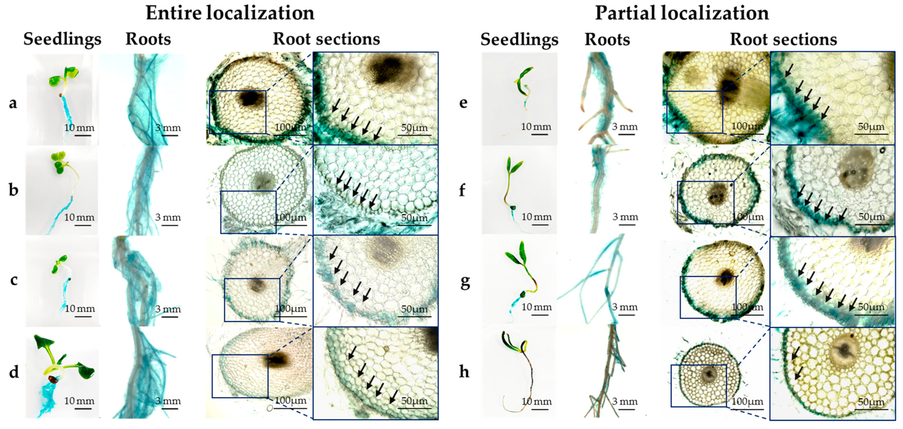 Microorganisms 07 00082 g004 Microorganisms 07 00082 g004