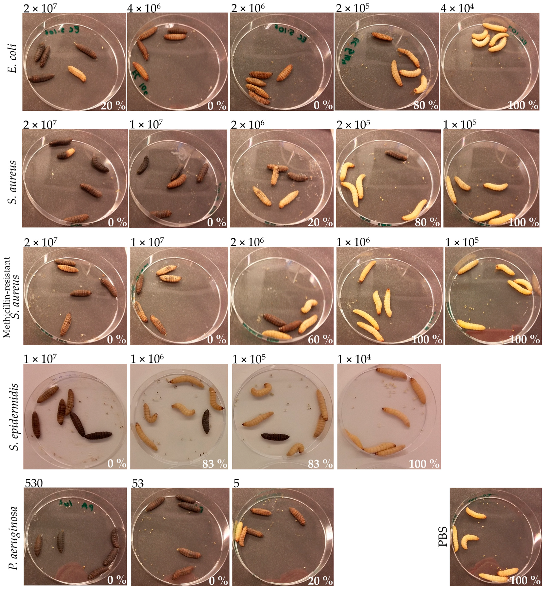 Microorganisms 07 00085 g004