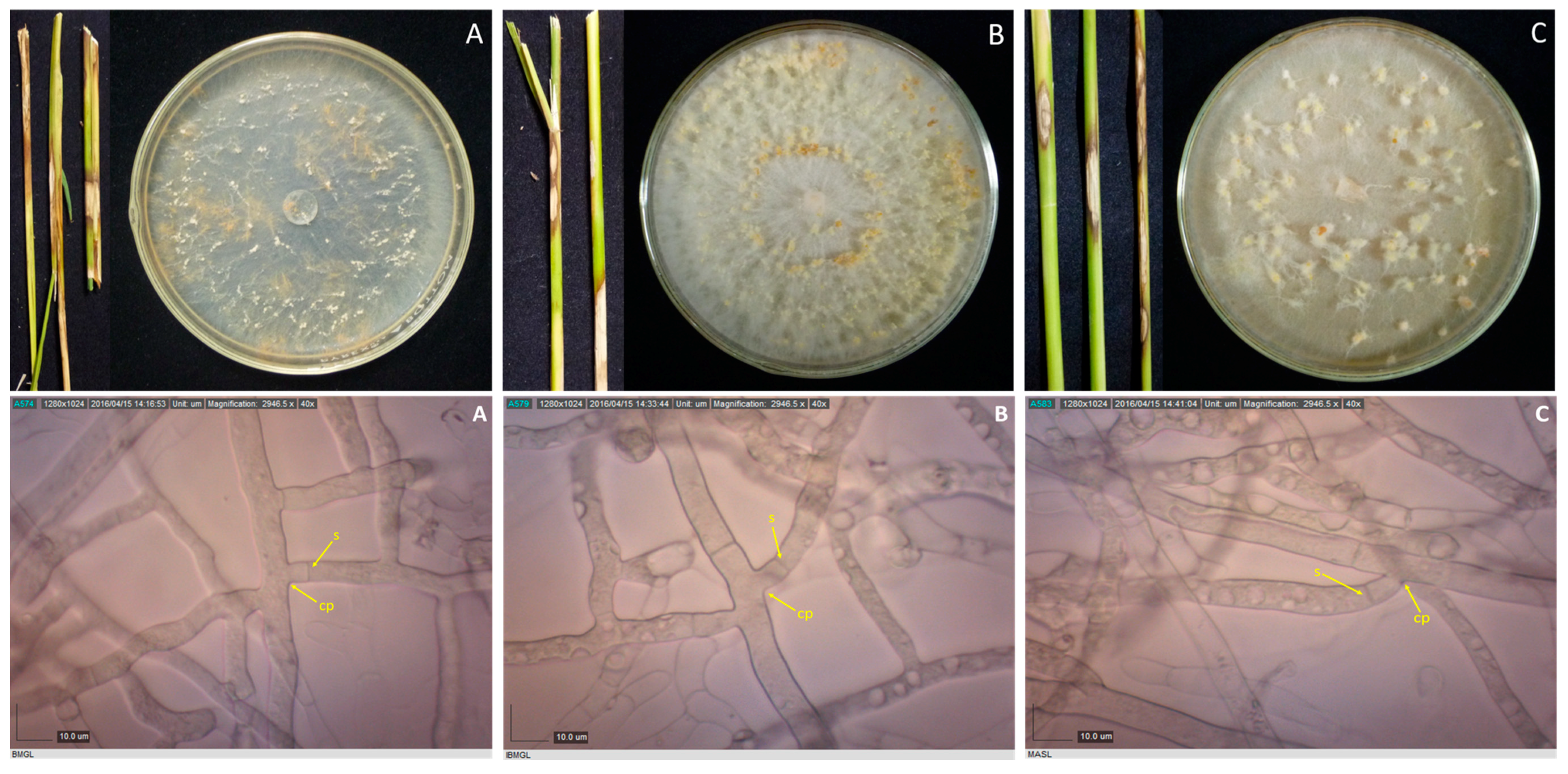 Microorganisms 07 00088 g003