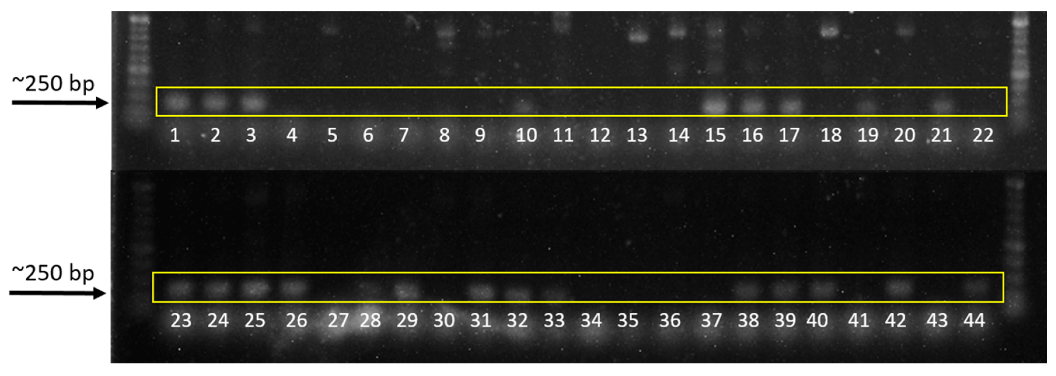 Microorganisms 07 00088 g006