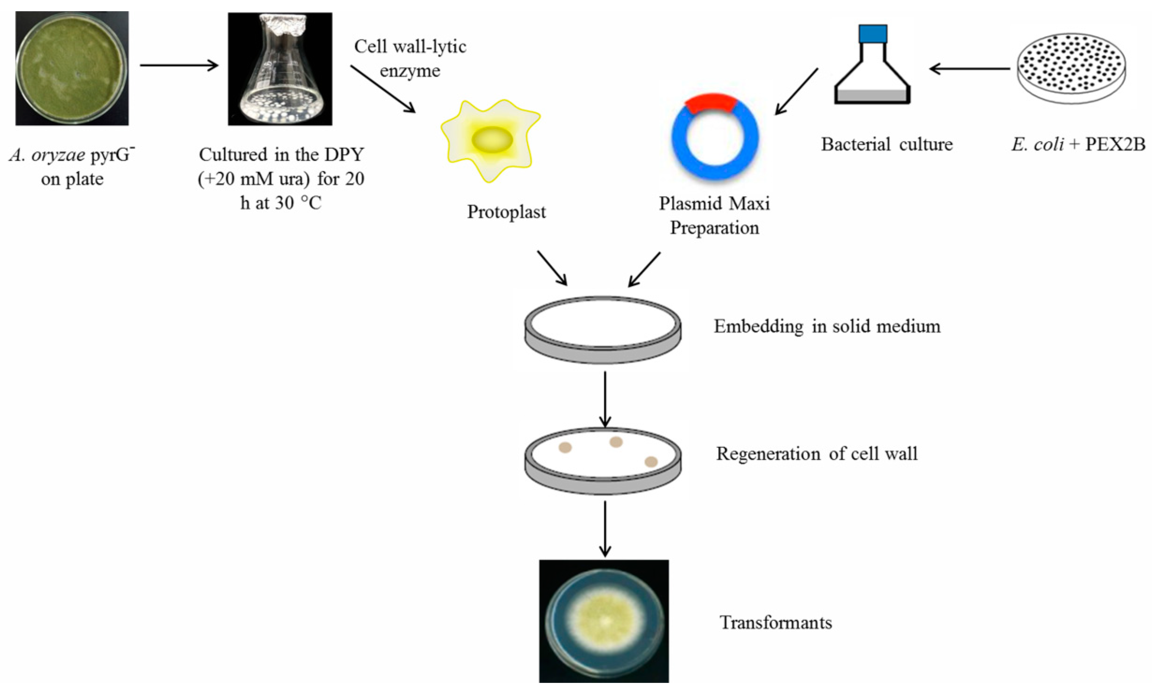 Microorganisms 07 00103 g001