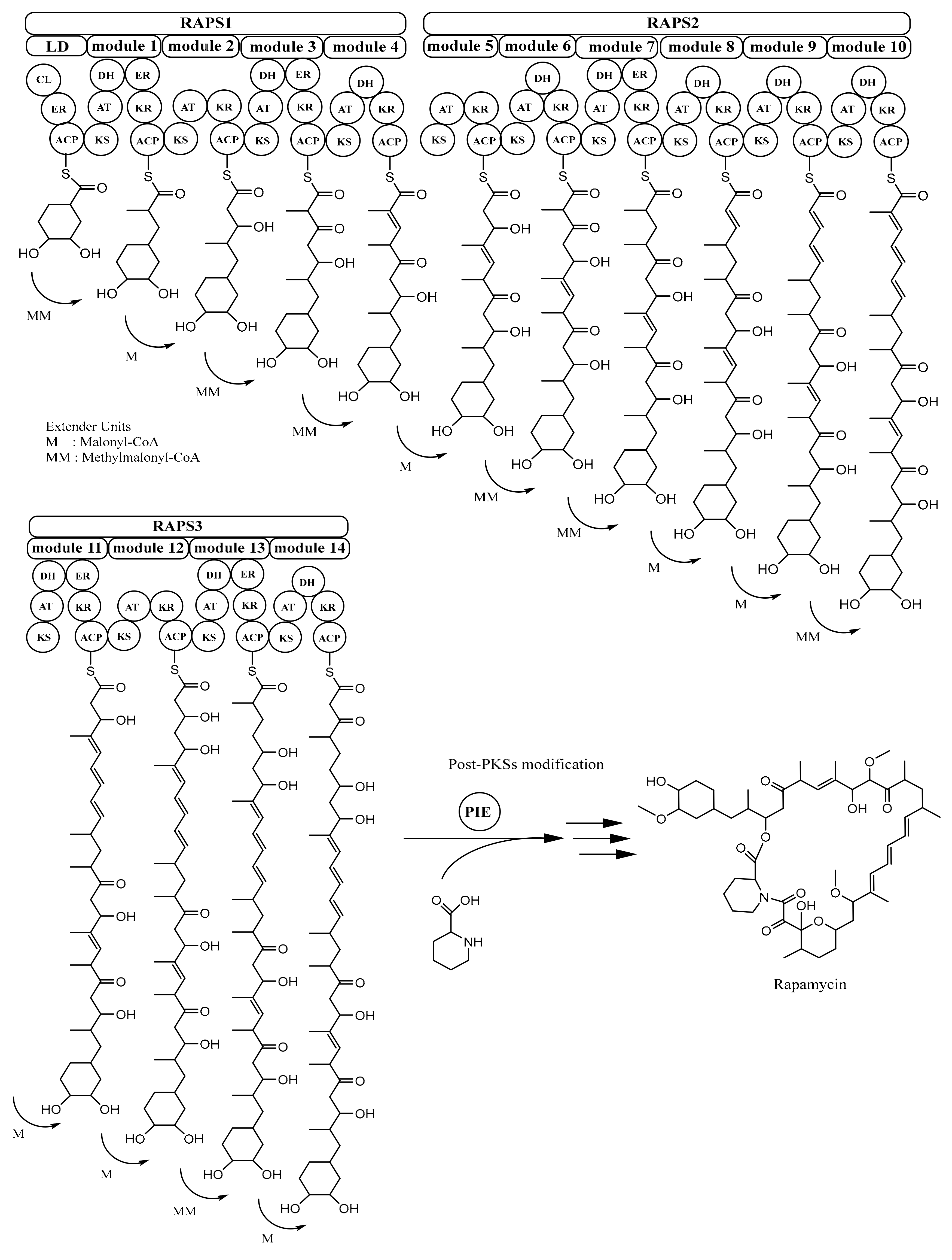 Microorganisms Free Full Text Biosynthesis Of Polyketides In Streptomyces Html mdpi