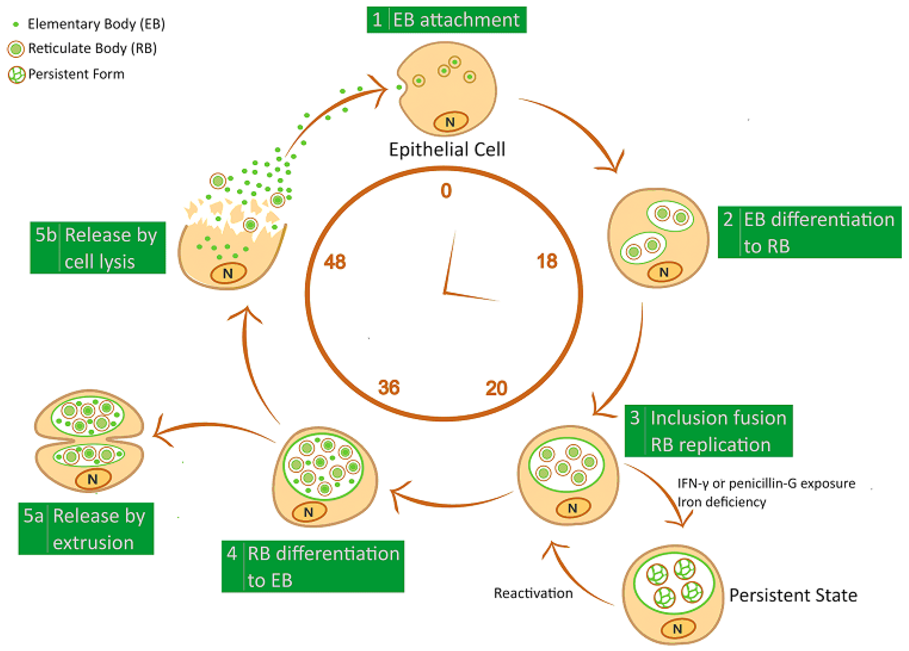 Chlamydia Bacteria Life Cycle