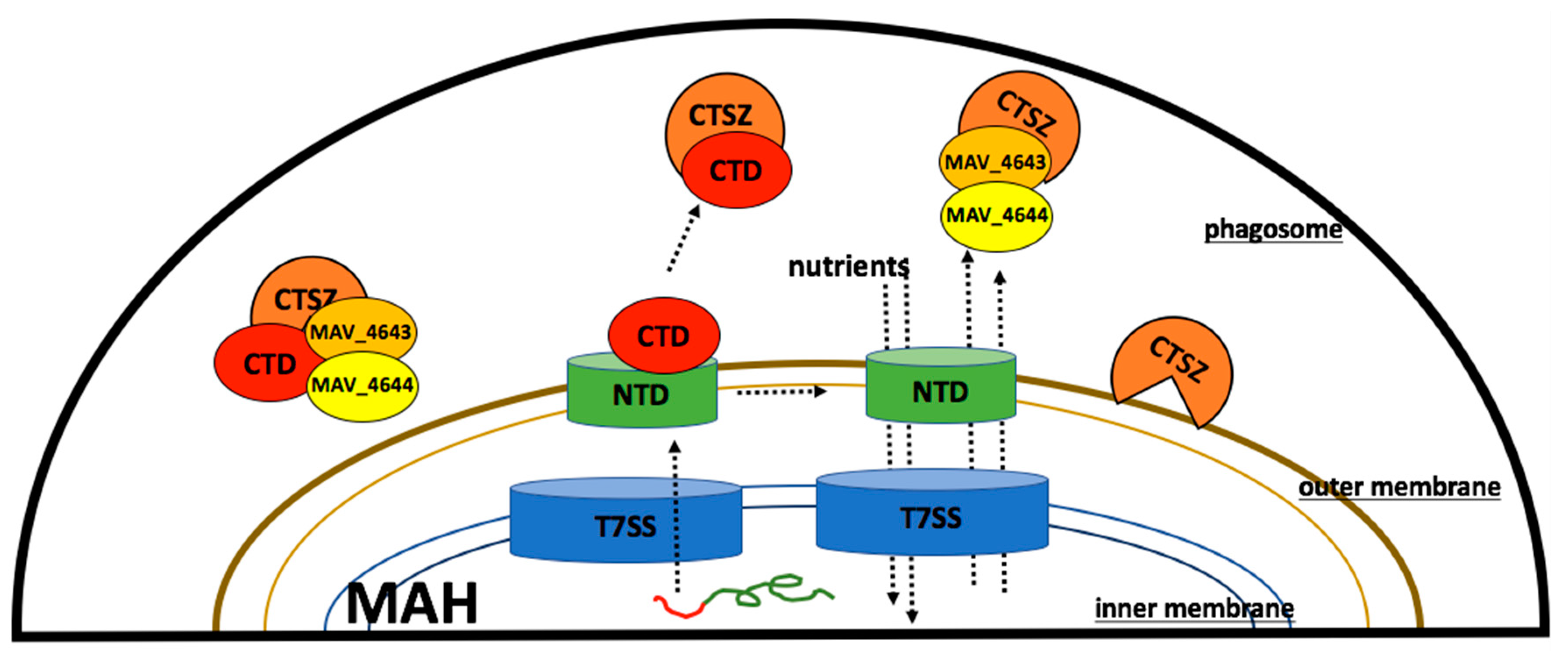 Microorganisms 07 00144 g008 Microorganisms 07 00144 g008