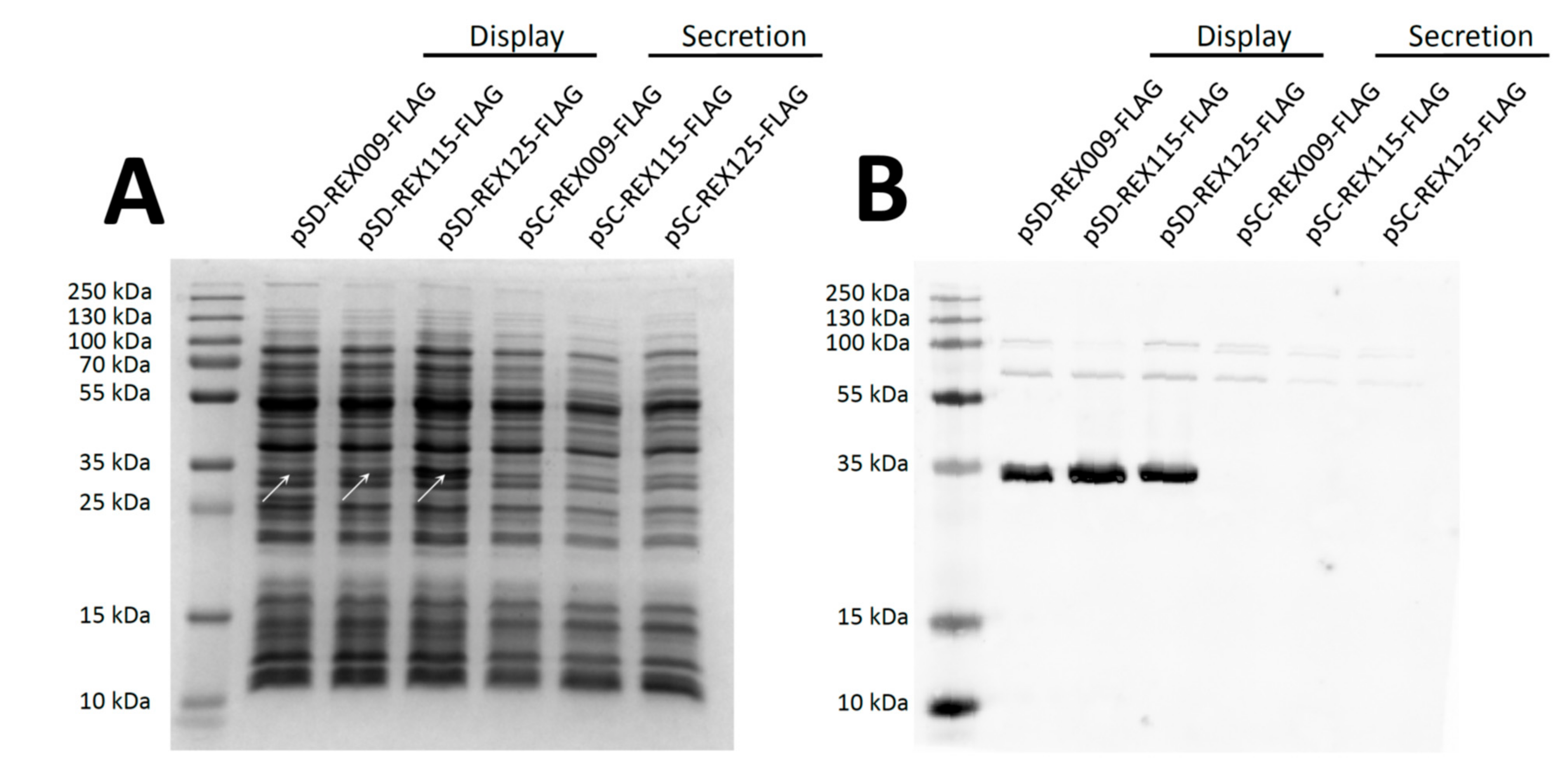 Microorganisms 07 00152 g002