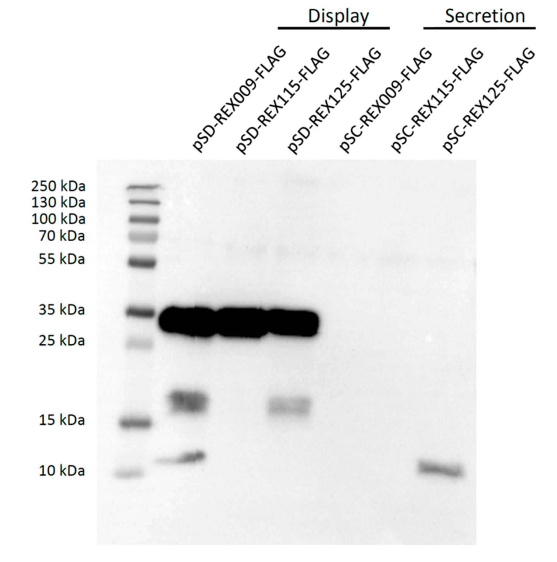 Microorganisms 07 00152 g003