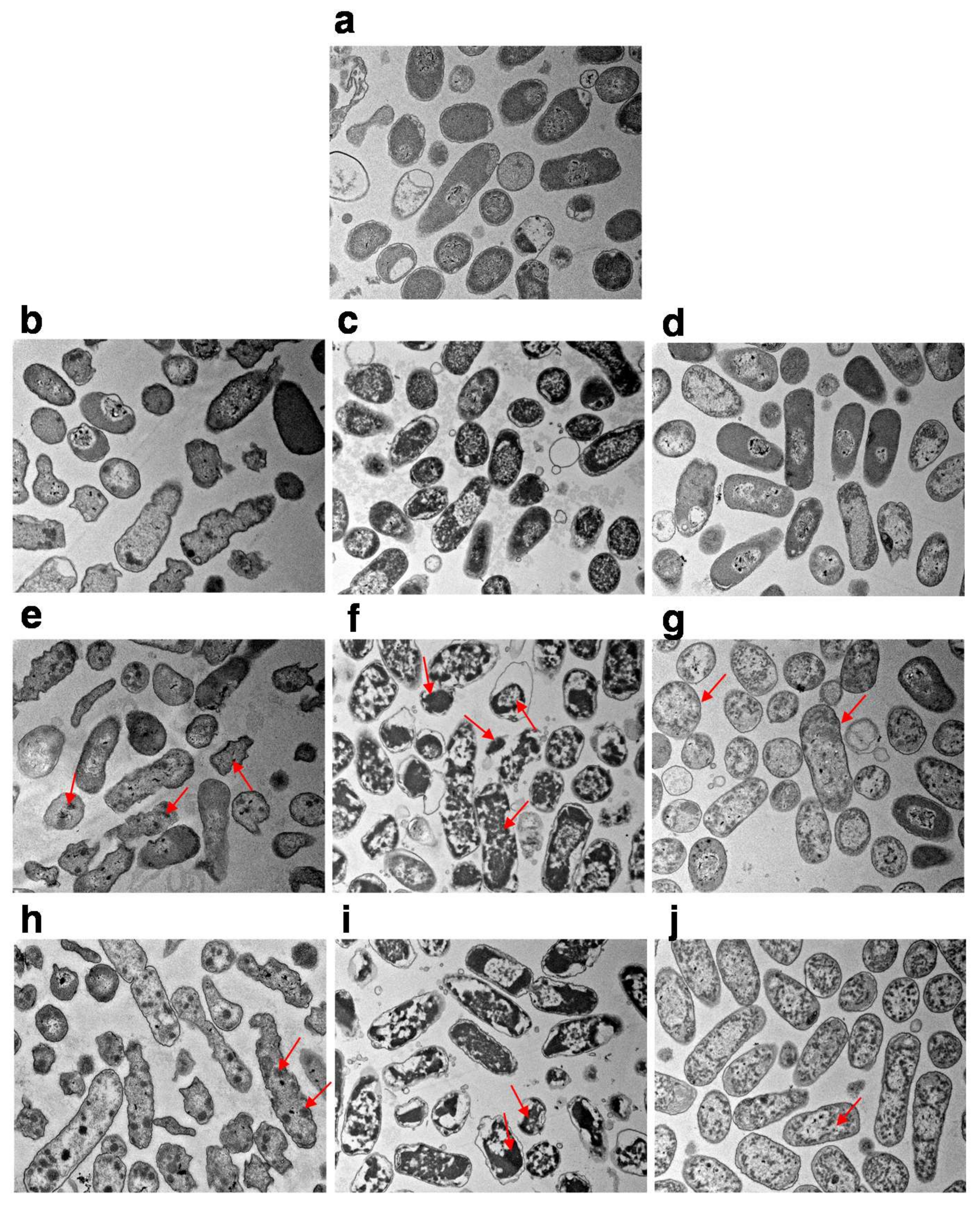 Microorganisms 07 00154 g003