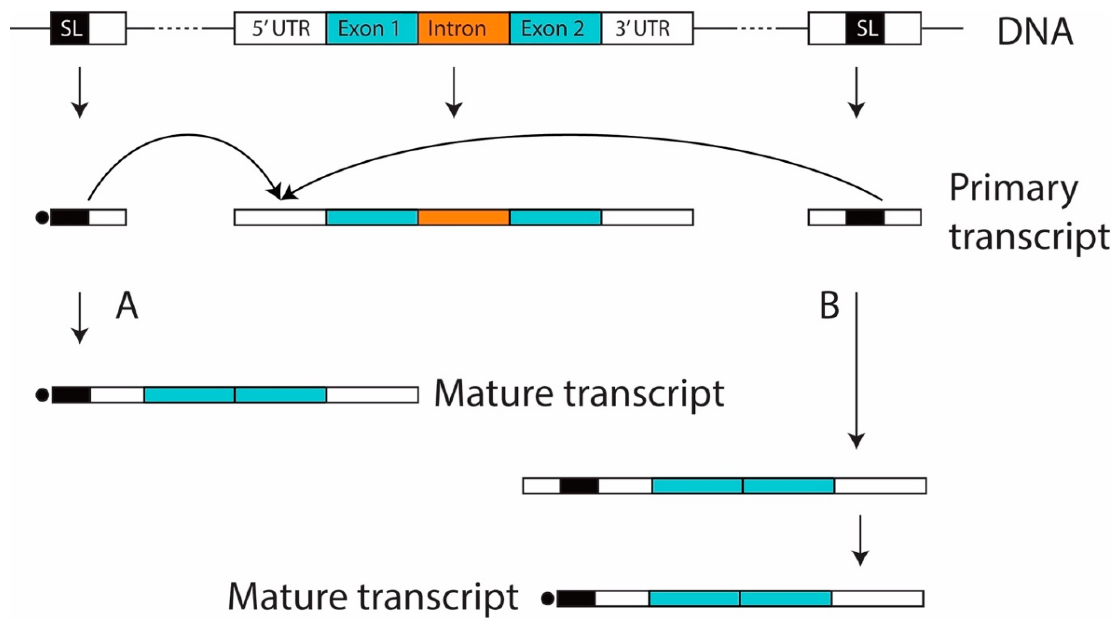 Microorganisms 07 00171 g001