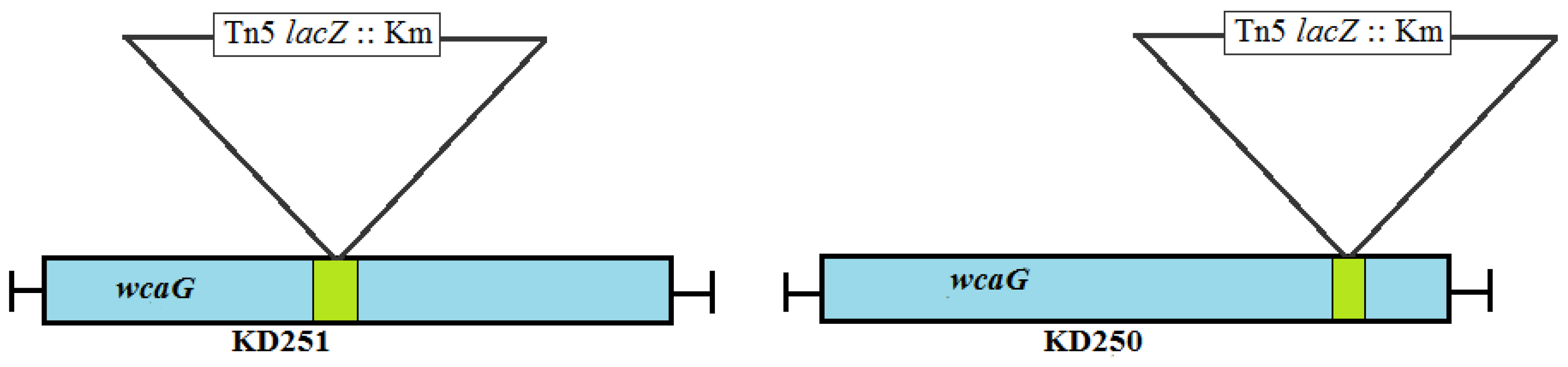 Microorganisms 07 00172 g004