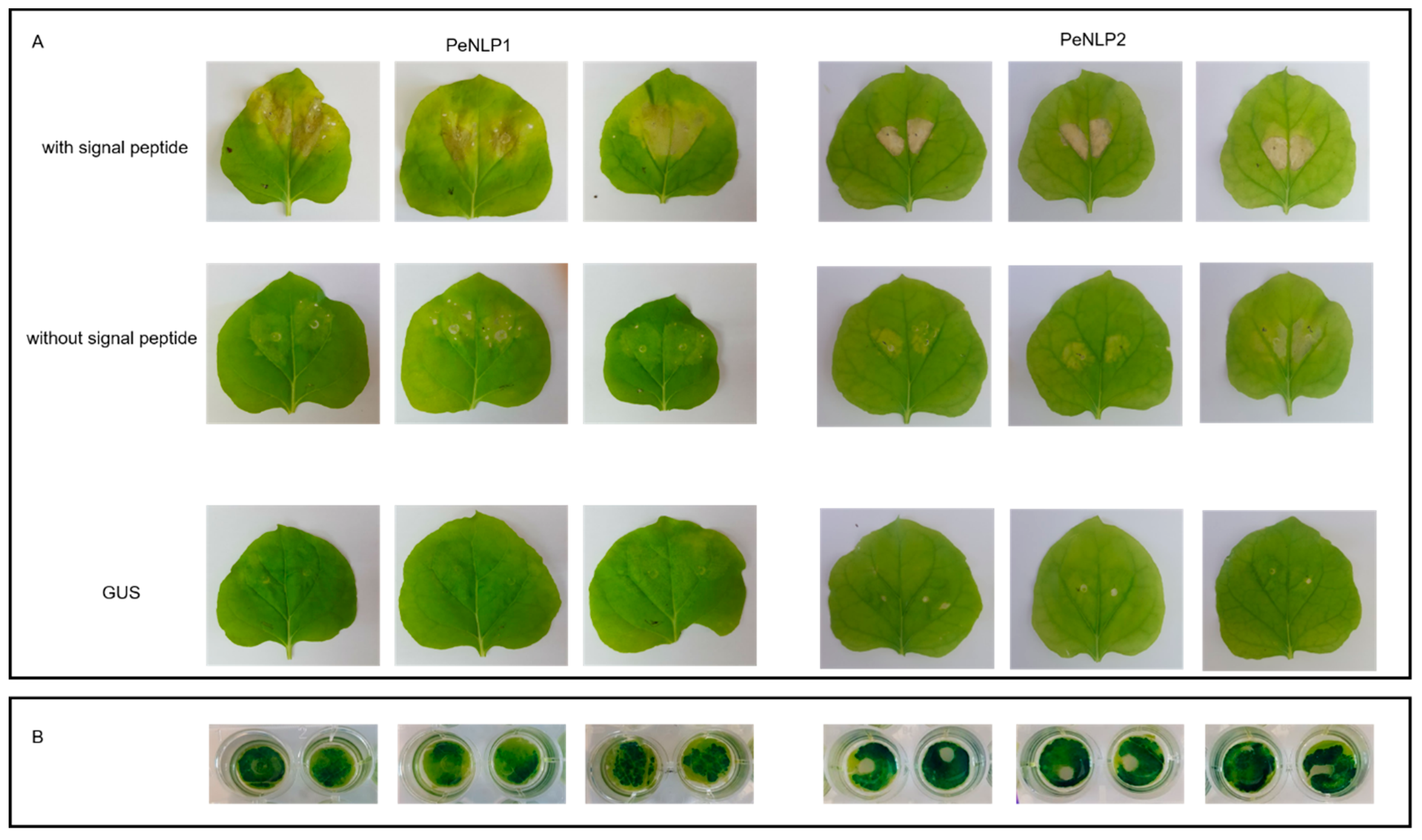 Microorganisms 07 00175 g003 Microorganisms 07 00175 g003