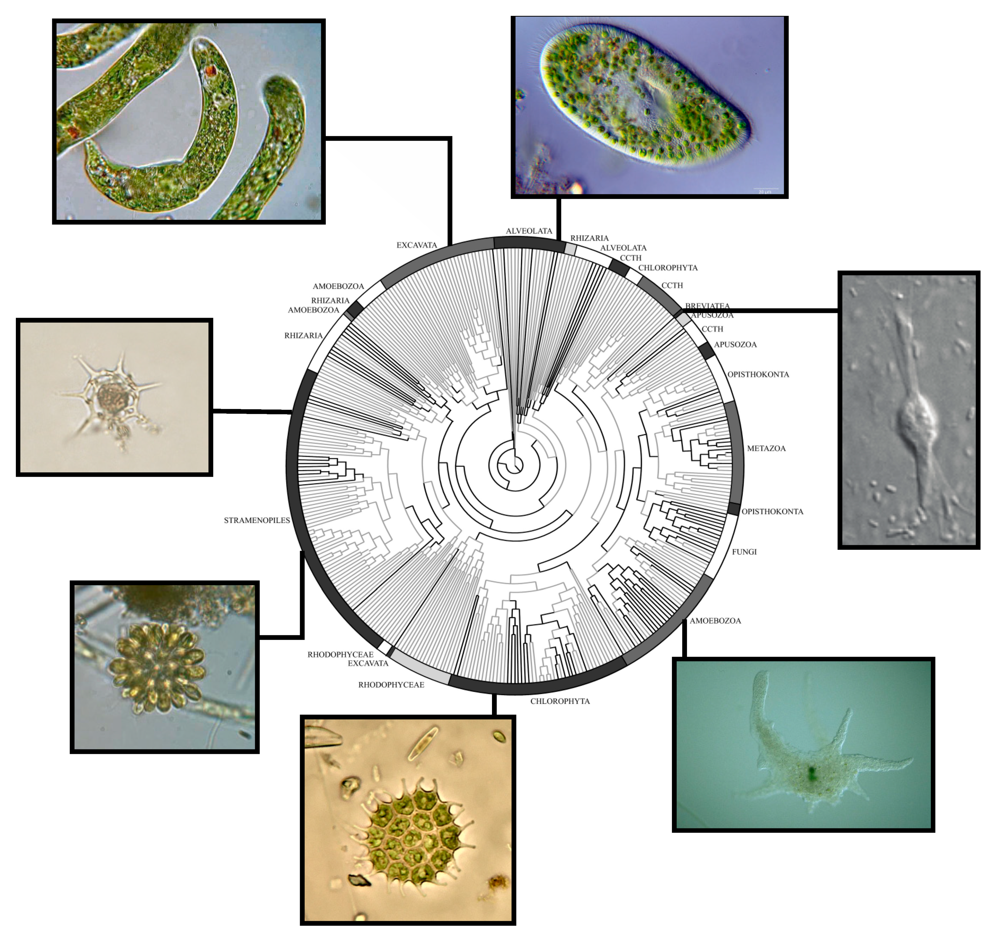 Microorganisms 07 00178 g003 Microorganisms 07 00178 g003