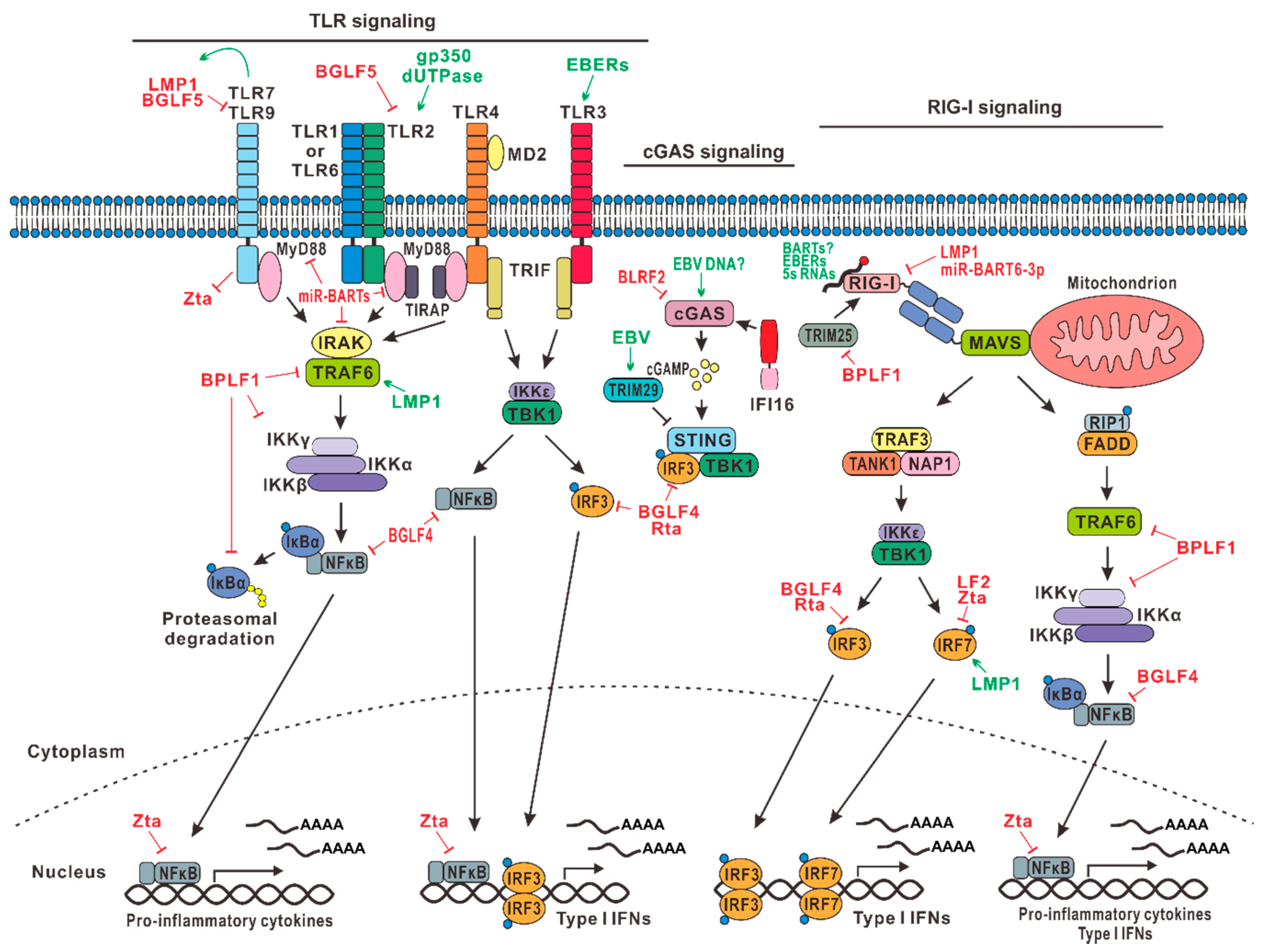 Microorganisms 07 00183 g001 Microorganisms 07 00183 g001