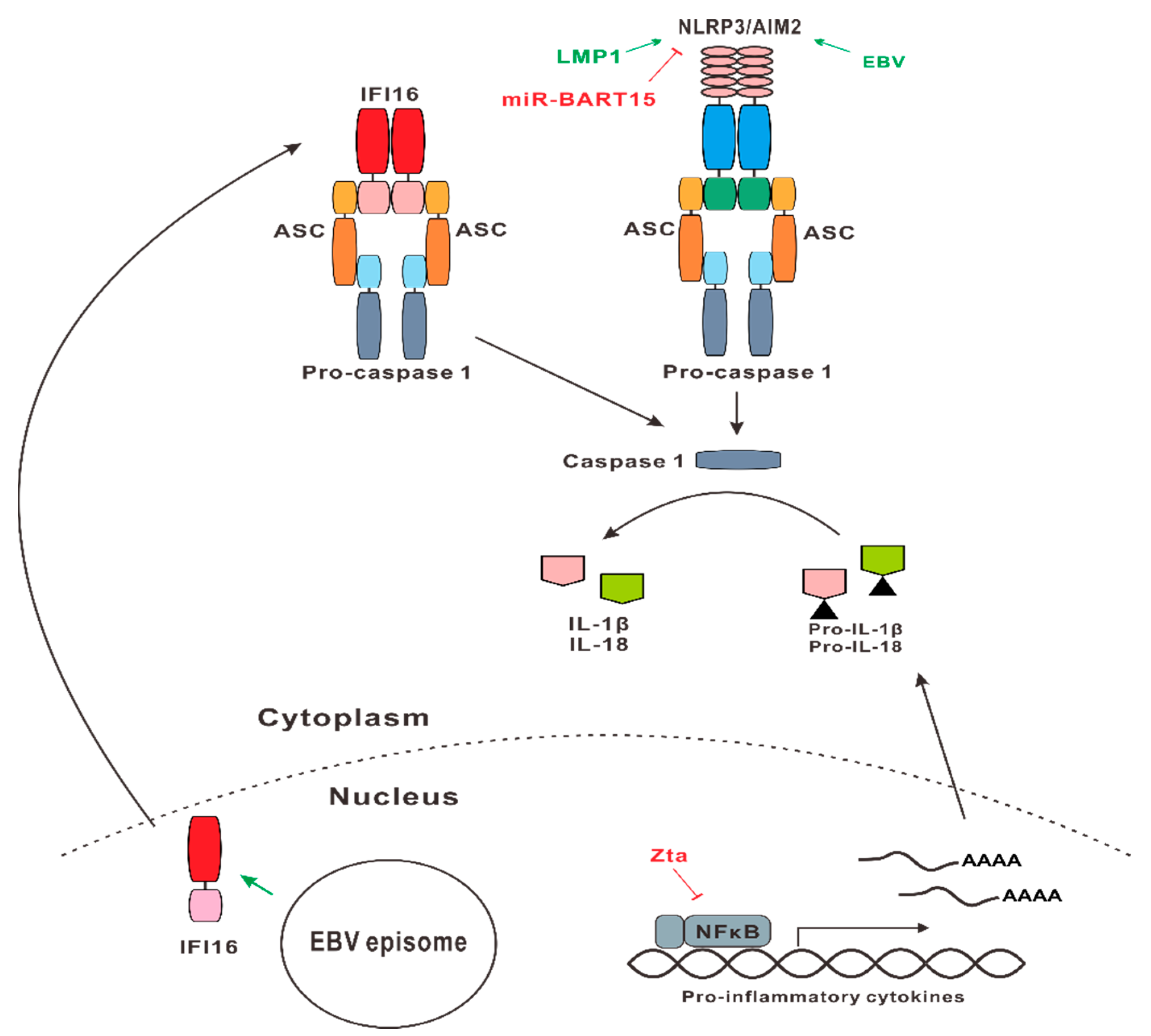Microorganisms 07 00183 g002 Microorganisms 07 00183 g002