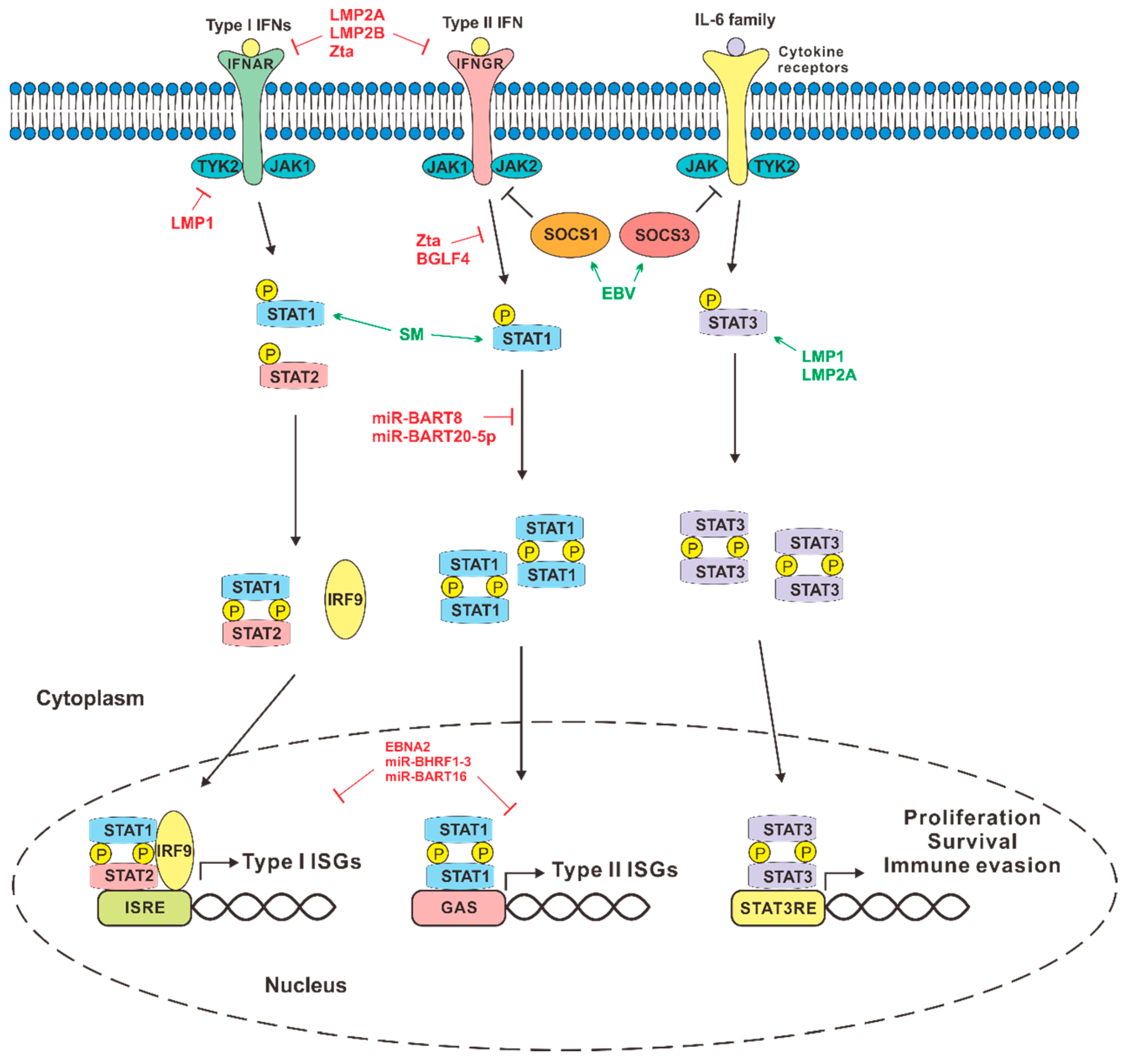 Microorganisms 07 00183 g003 Microorganisms 07 00183 g003