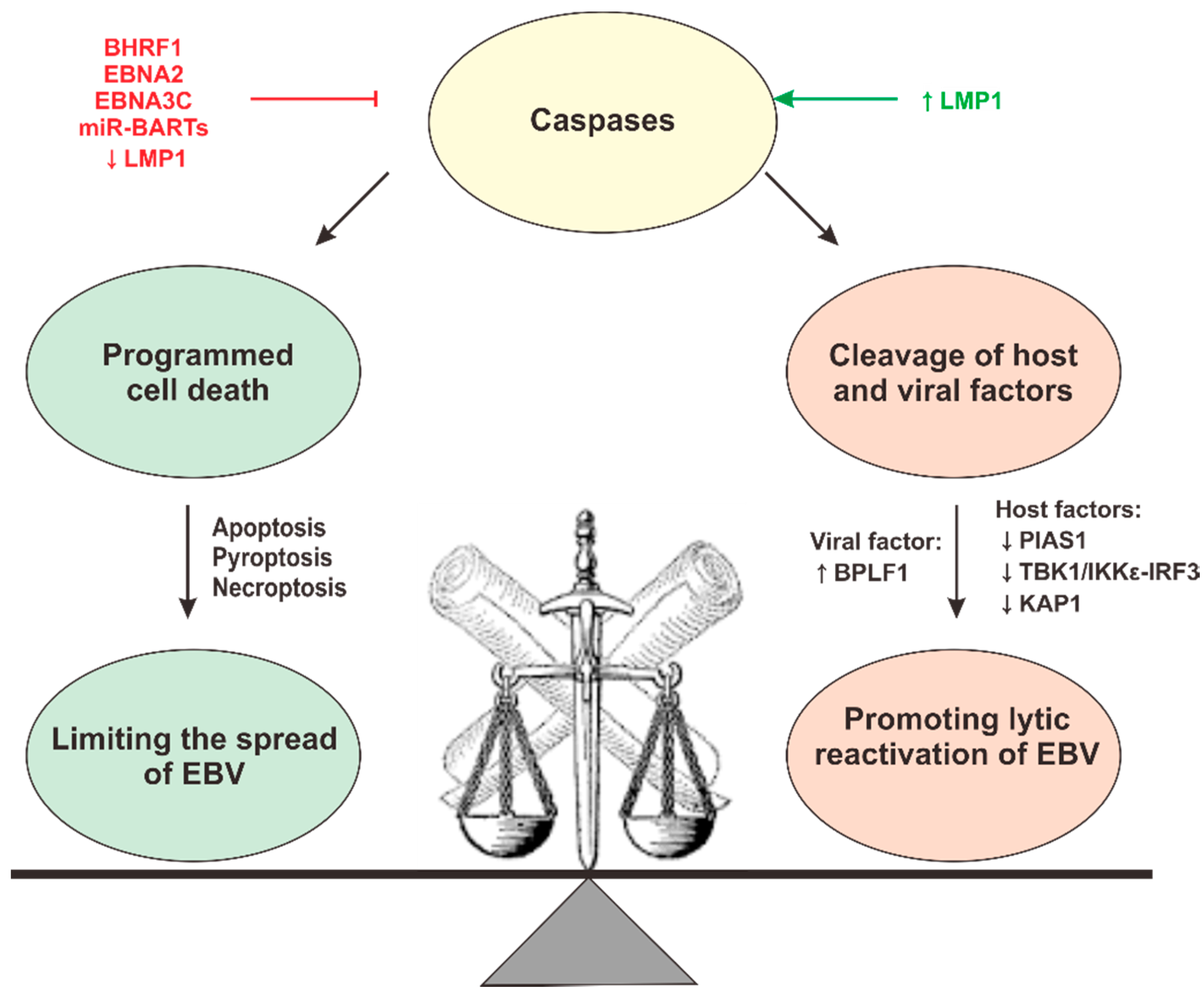 Microorganisms 07 00183 g004 Microorganisms 07 00183 g004