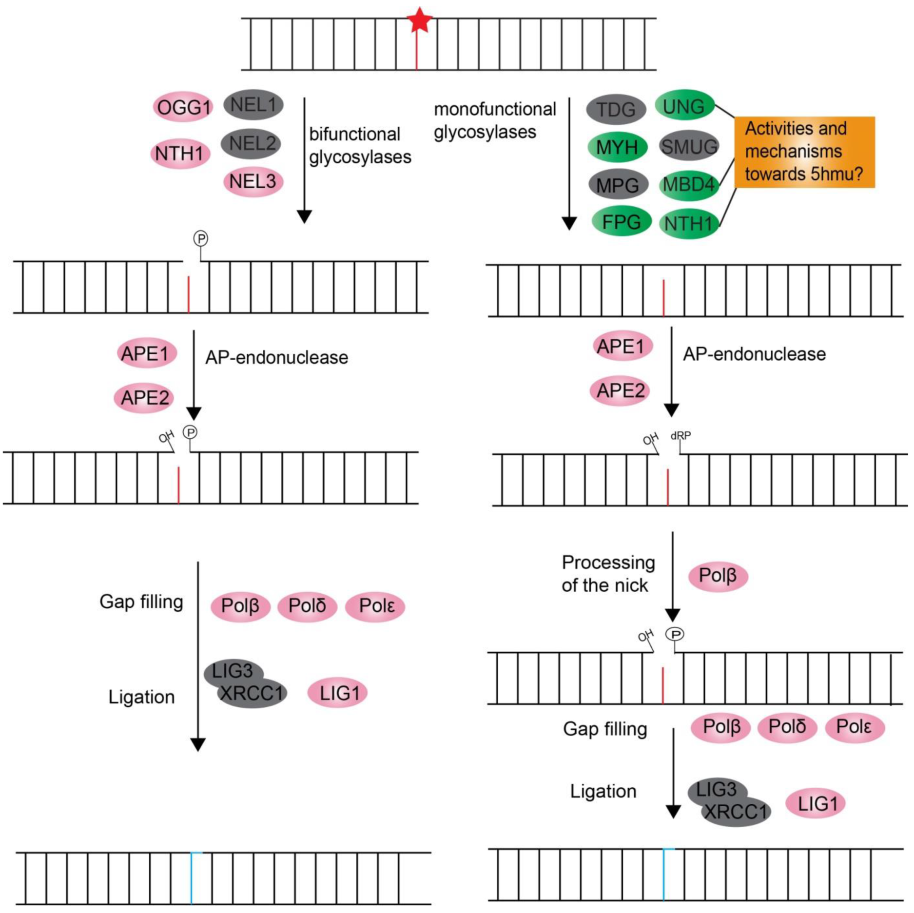 Microorganisms 07 00191 g003