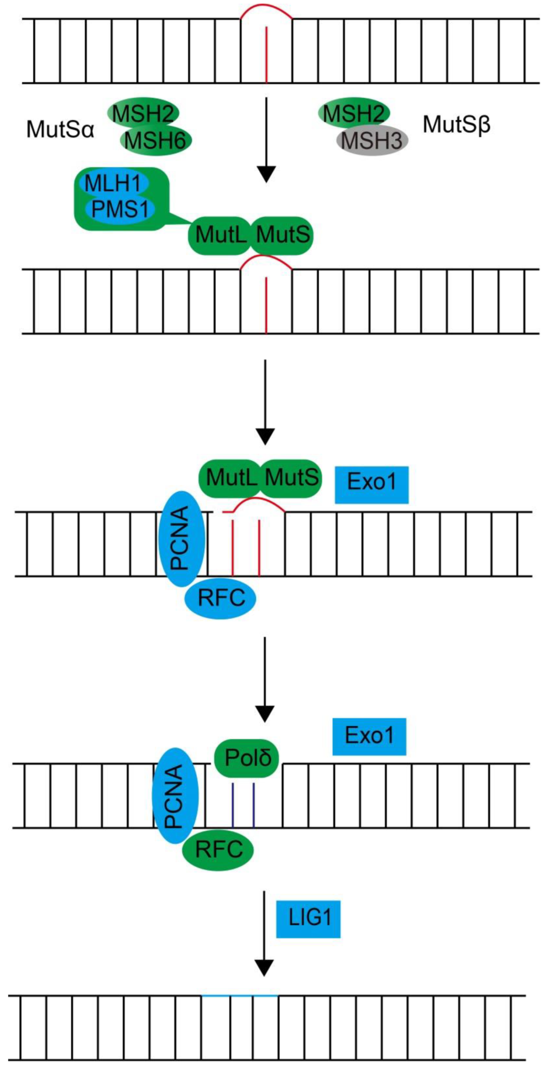 Microorganisms 07 00191 g005