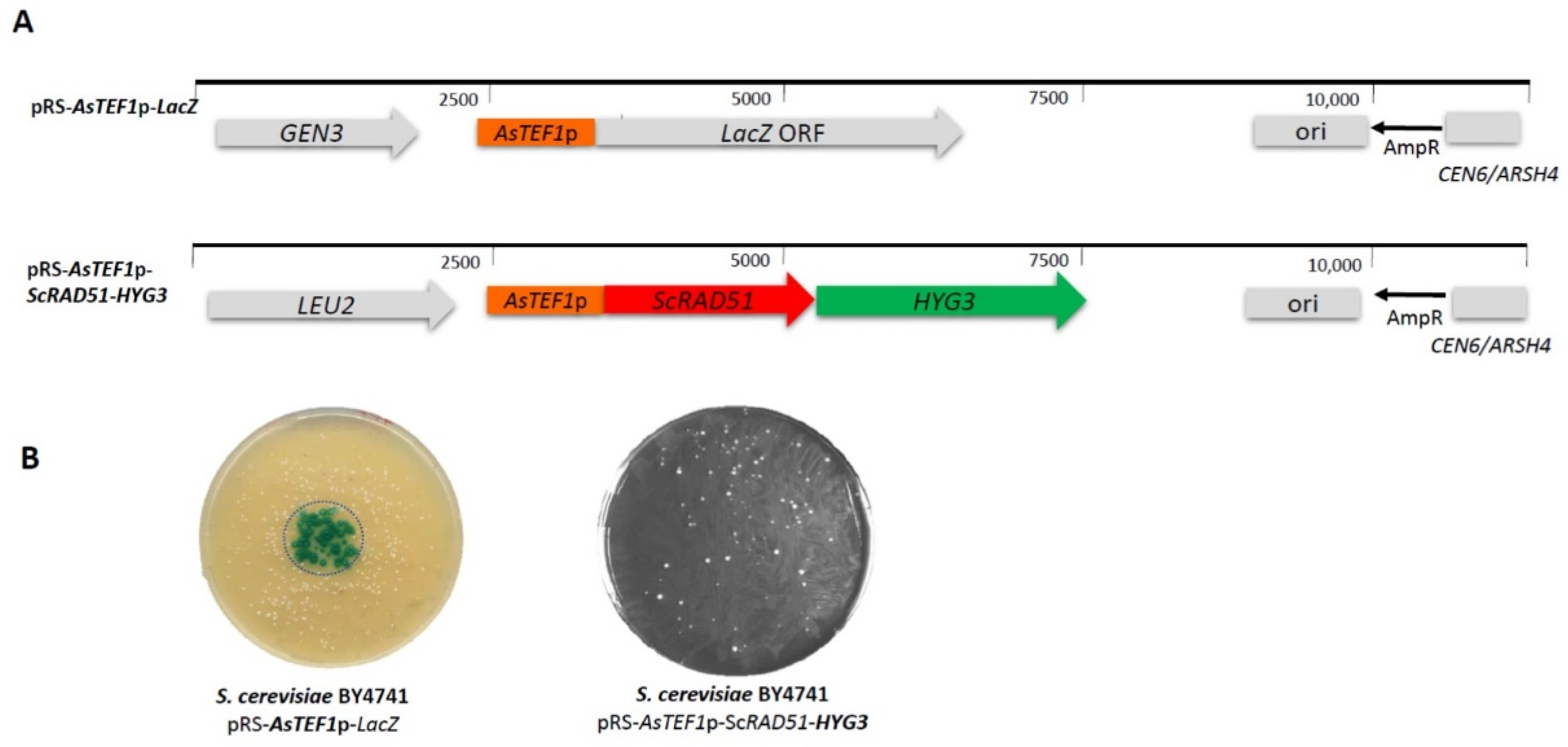 Microorganisms 07 00192 g001