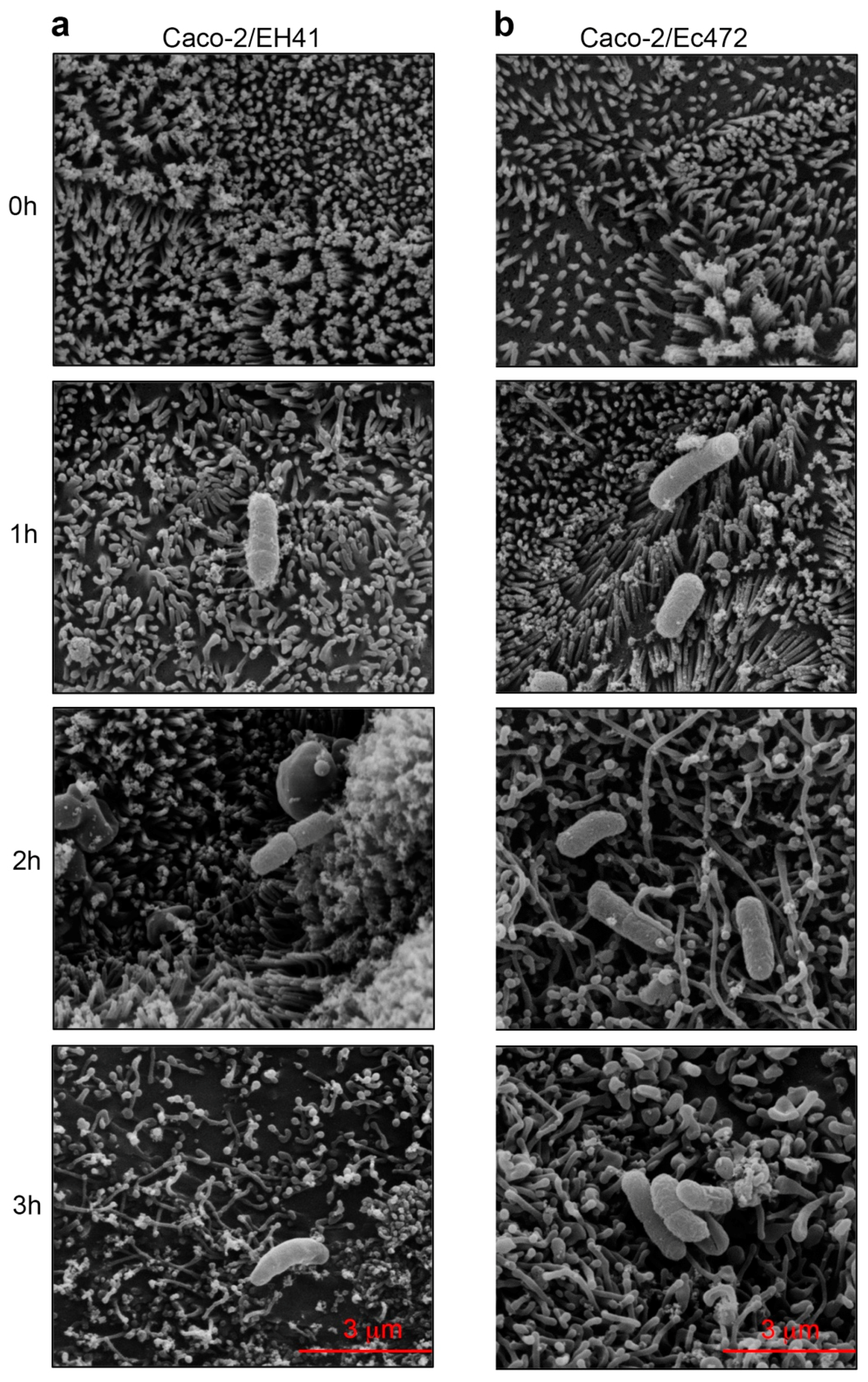 Microorganisms 07 00195 g008 Microorganisms 07 00195 g008