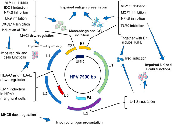 human papillomavirus infection virulence