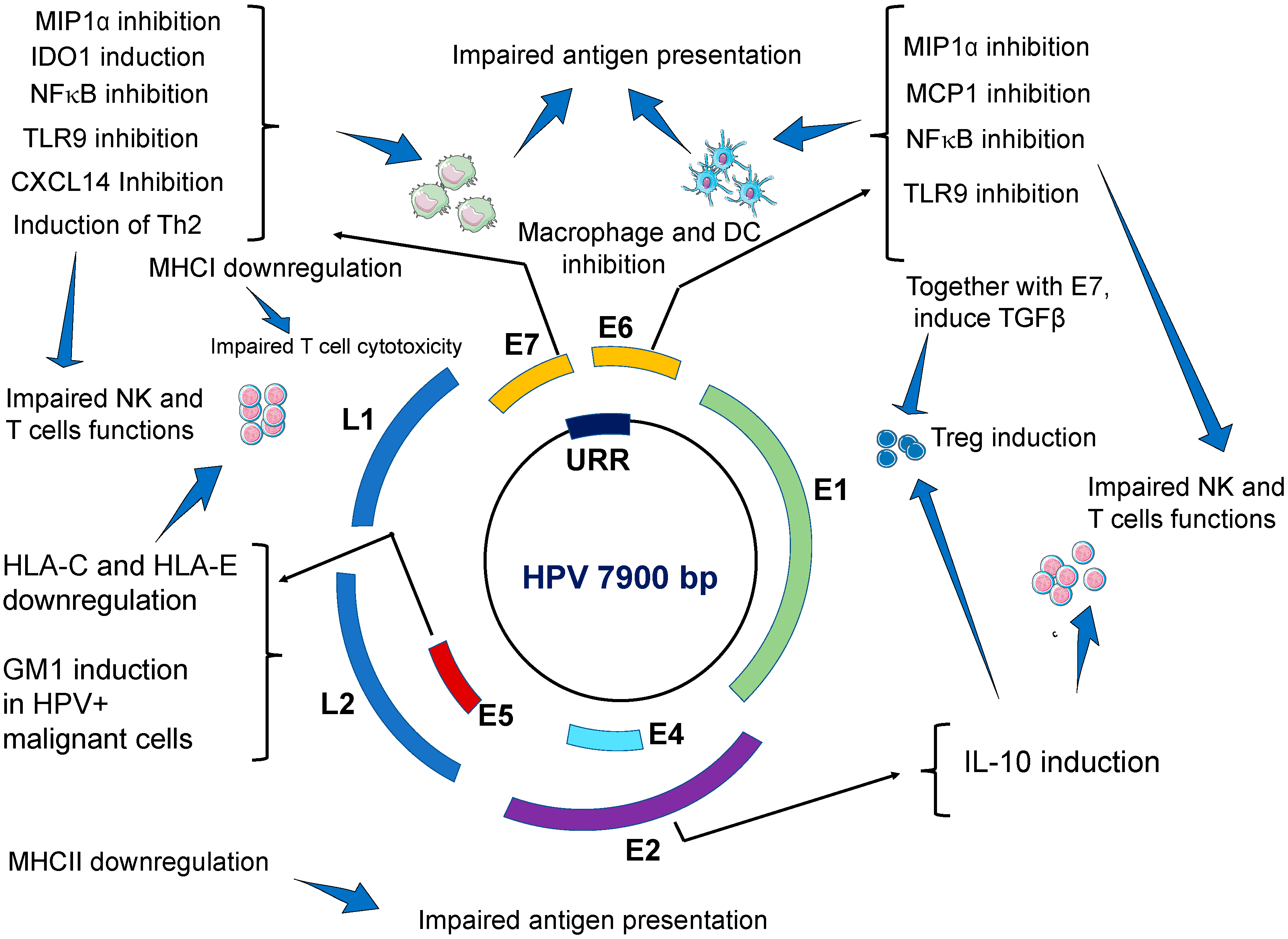 malignant human papillomavirus 16)