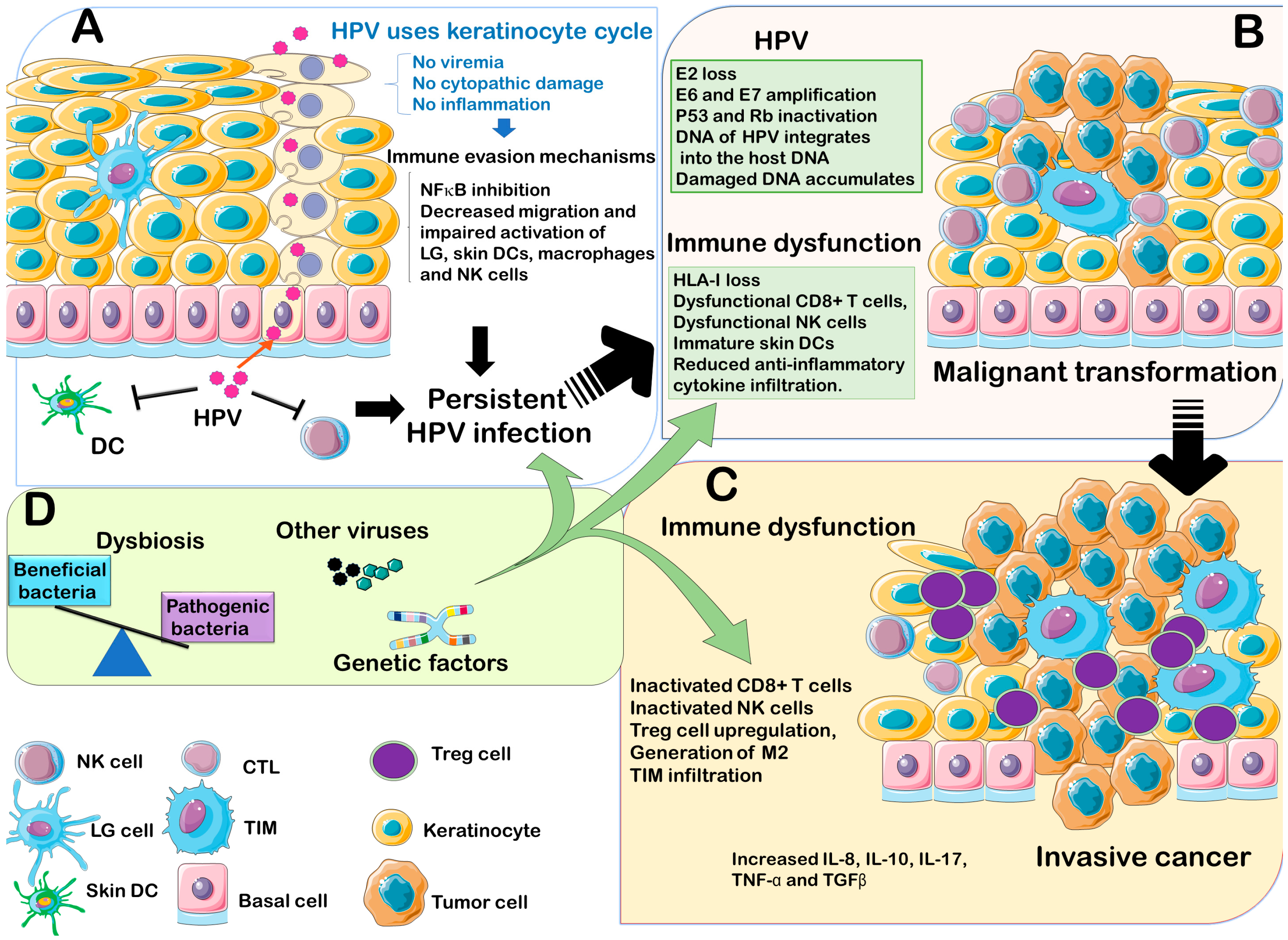 human papillomavirus infection damage