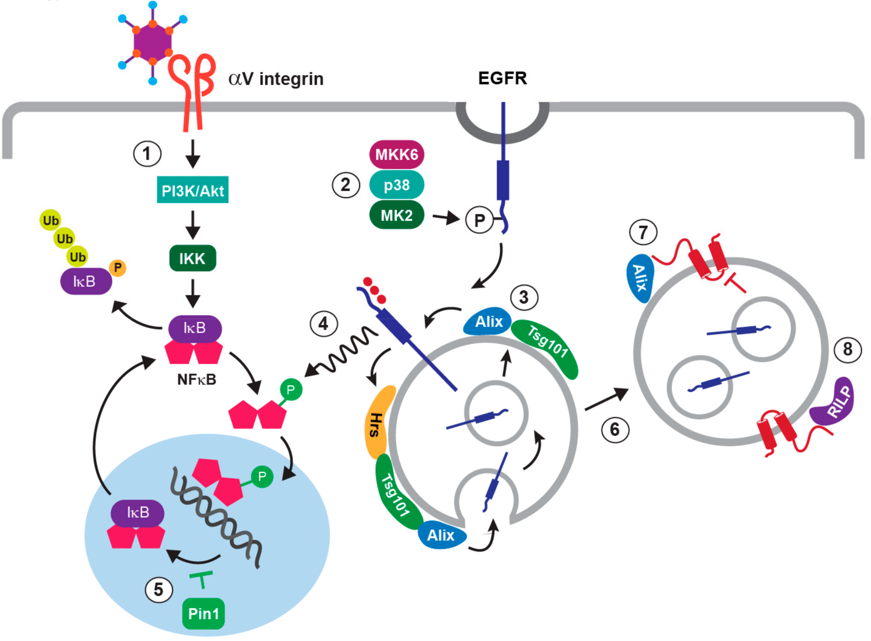 Microorganisms 07 00216 g002 Microorganisms 07 00216 g002