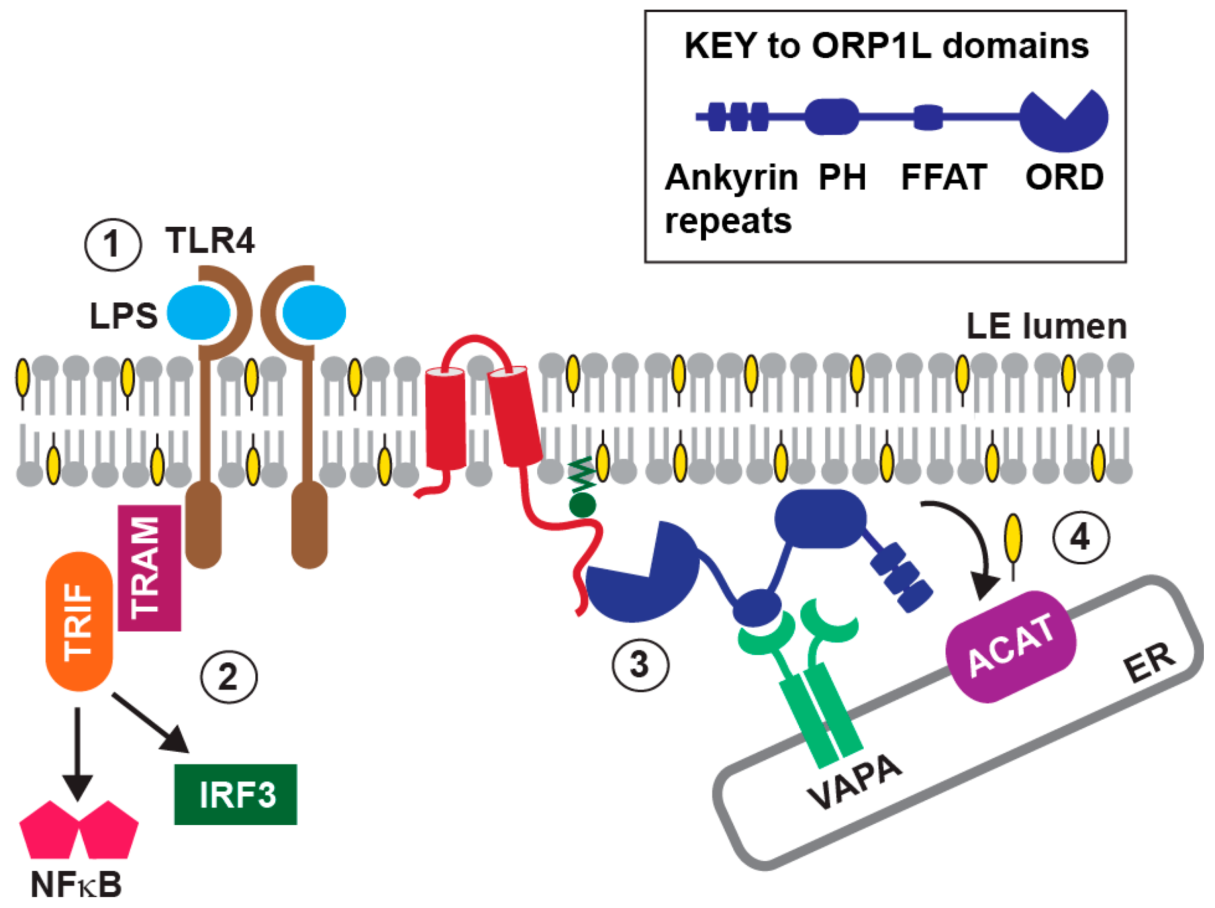 Microorganisms 07 00216 g004 Microorganisms 07 00216 g004