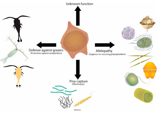 Microorganisms | Free Full-Text | The Genetic Basis of Toxin Biosynthesis  in Dinoflagellates