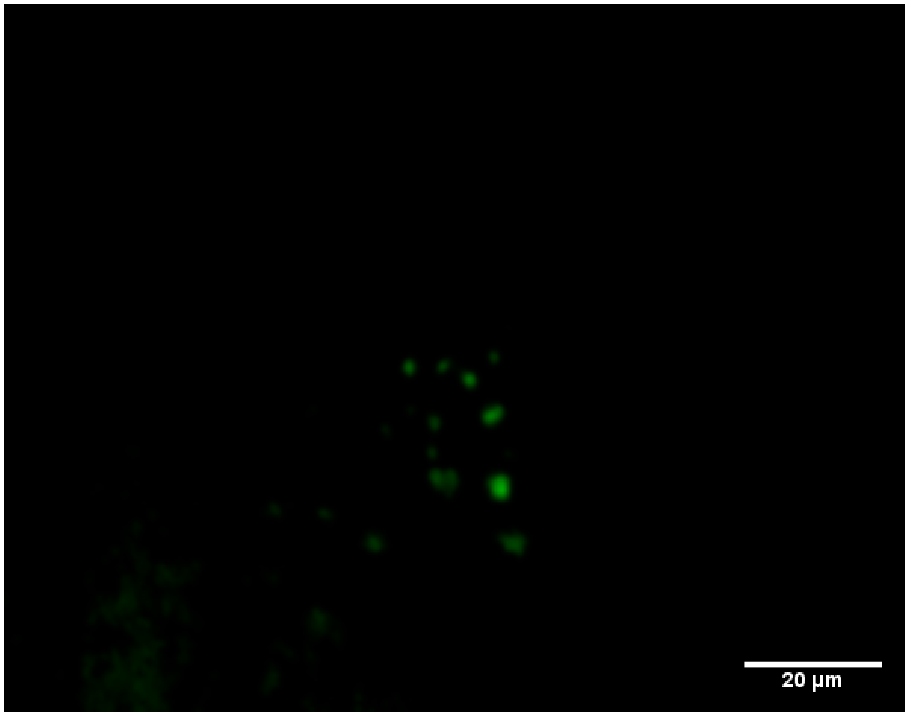 Microorganisms 07 00236 g004a Microorganisms 07 00236 g004a