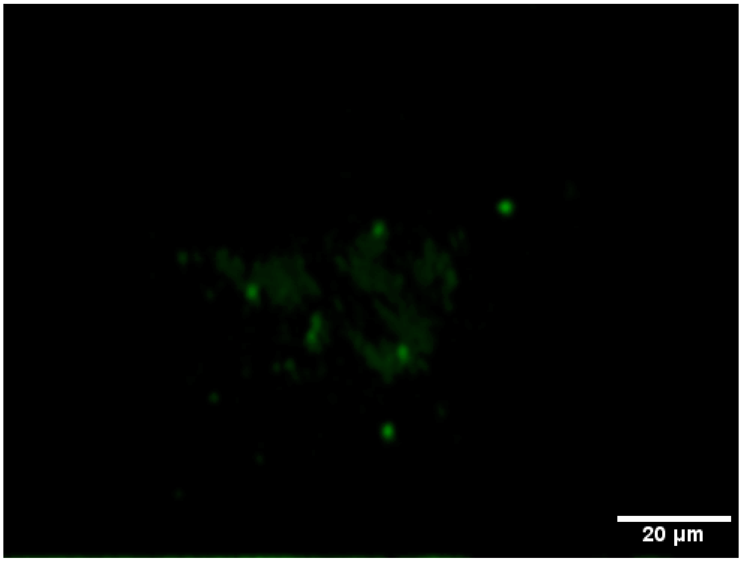 Microorganisms 07 00236 g004b Microorganisms 07 00236 g004b