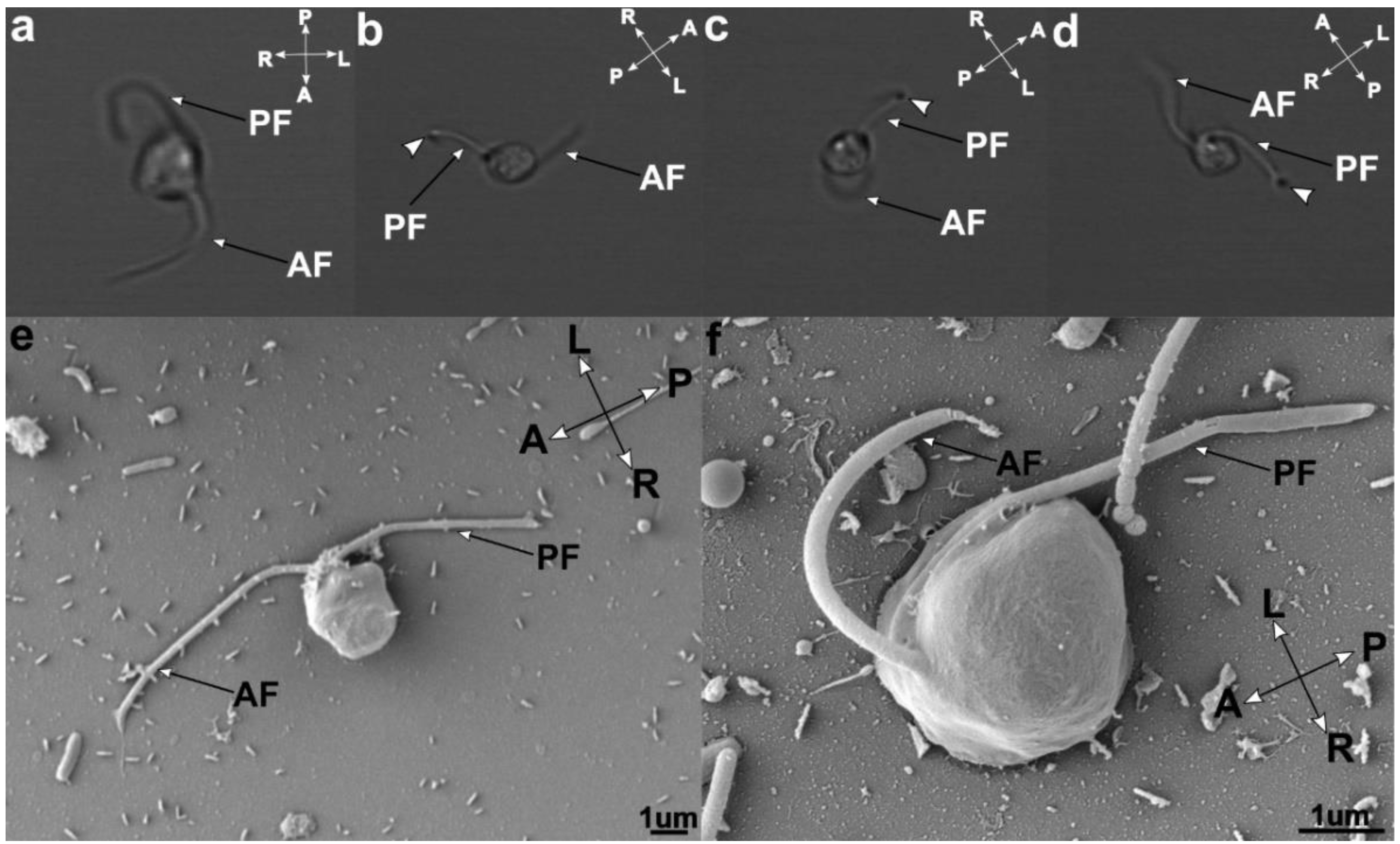 Microorganisms 07 00240 g001