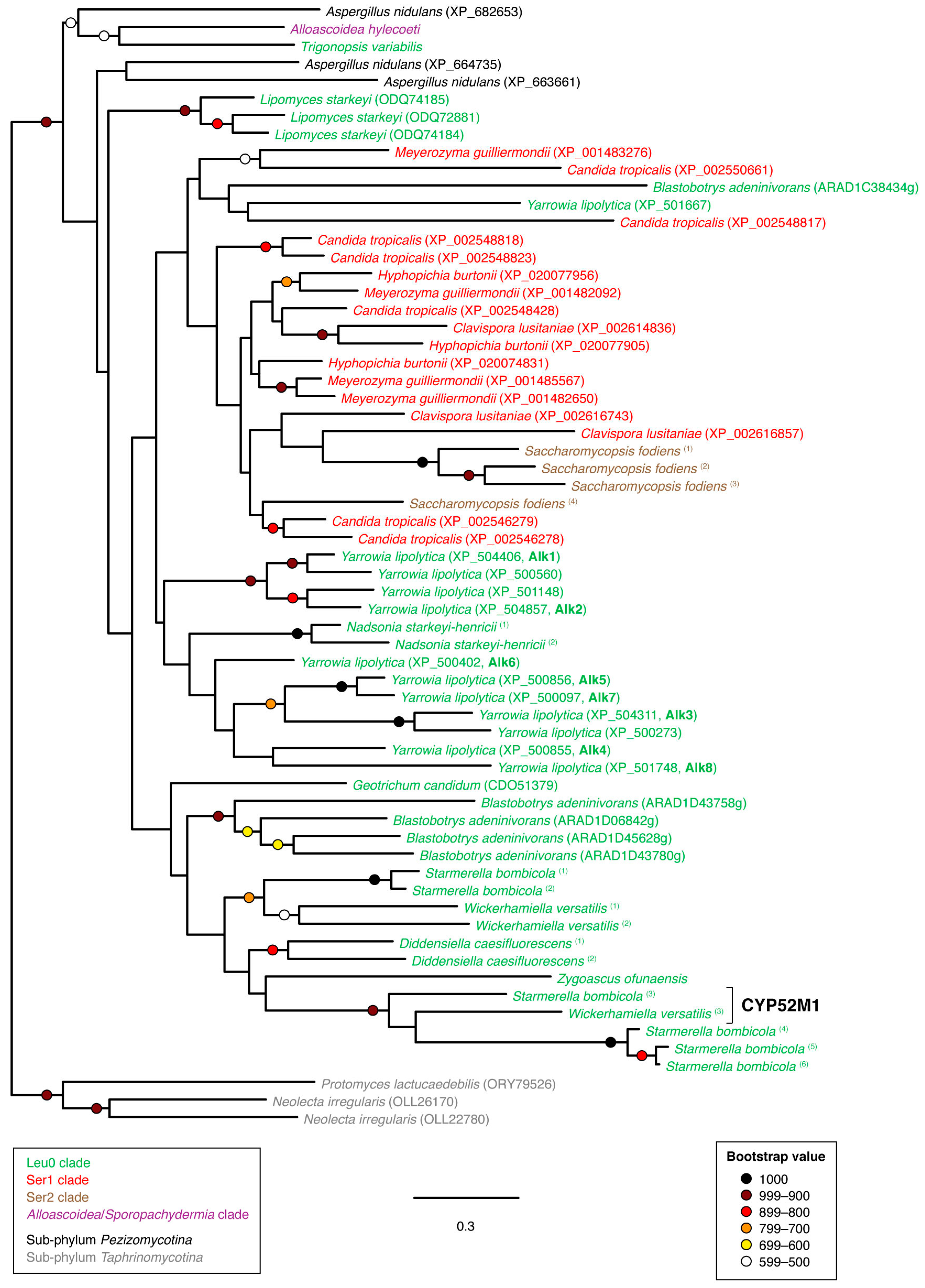 Microorganisms 07 00247 g005 Microorganisms 07 00247 g005